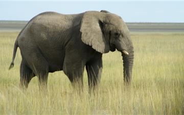 African Elephant Namibia All Mac wallpaper