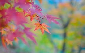 Autumn Colors In Japan All Mac wallpaper
