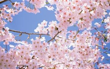 Blossomed Cherry Tree All Mac wallpaper