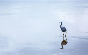 Birds Reflection In Water MacBook Pro wallpaper