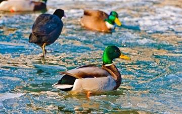 Ducks On Frozen Water All Mac wallpaper