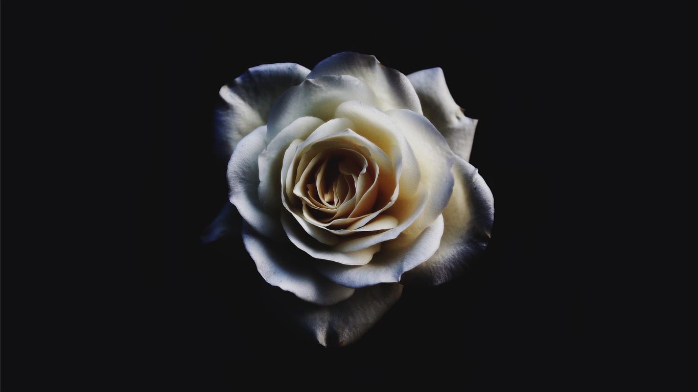 macbook pro desktop wallpaper white roses