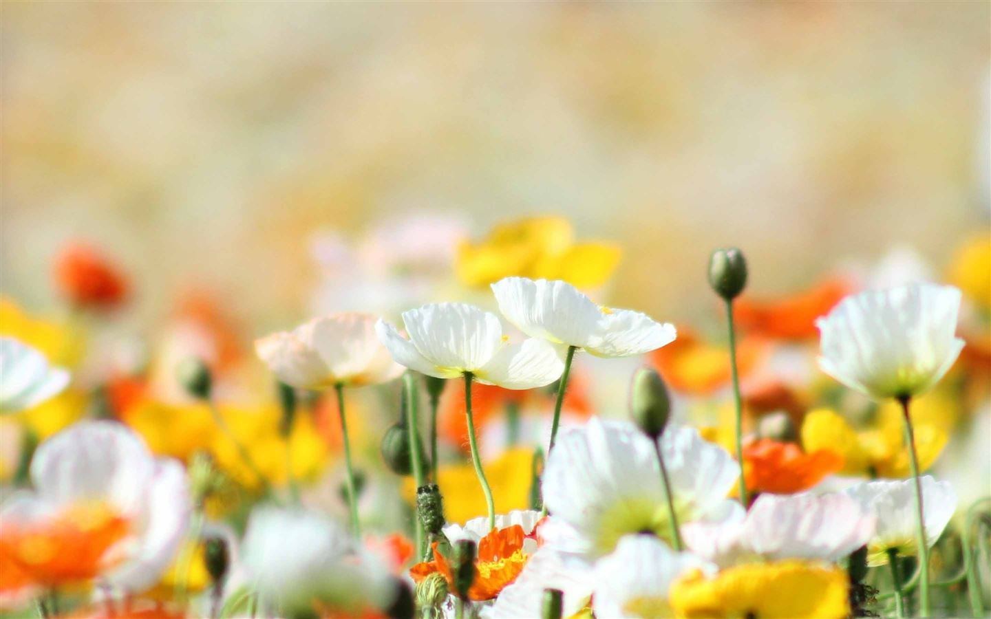 Colorful Flowers Mac Wallpaper Download | AllMacWallpaper