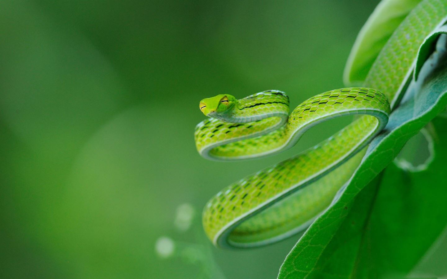 Exotic Snake MacBook Air Wallpaper