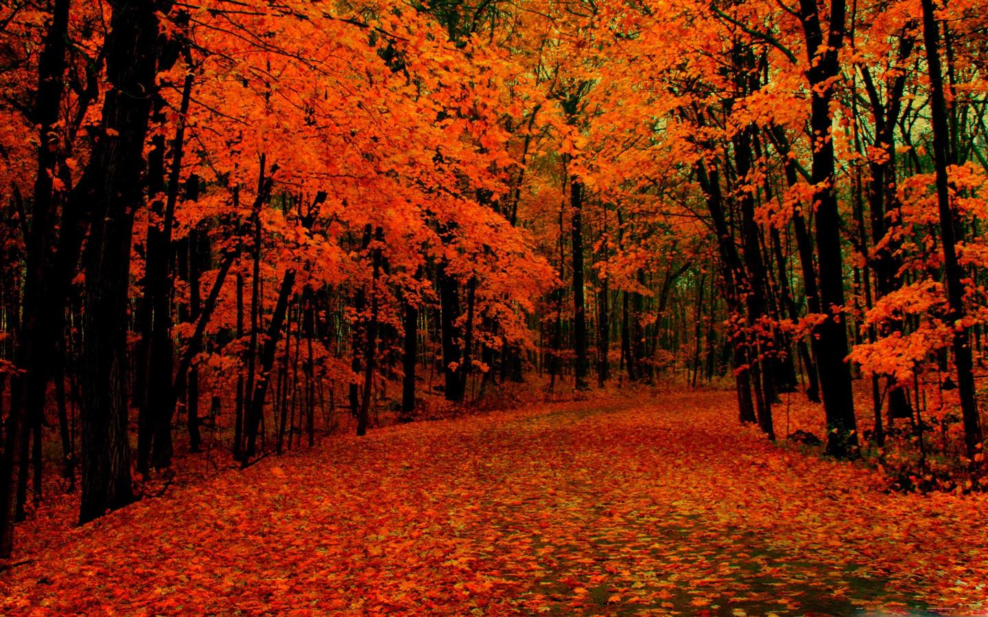 Fall Path Mac Wallpaper Download | AllMacWallpaper