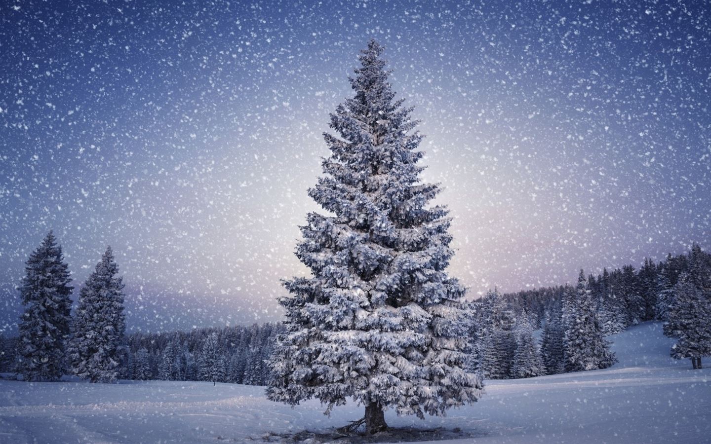 Fir-Trees Snowfall Winter MacBook Air Wallpaper Download | AllMacWallpaper