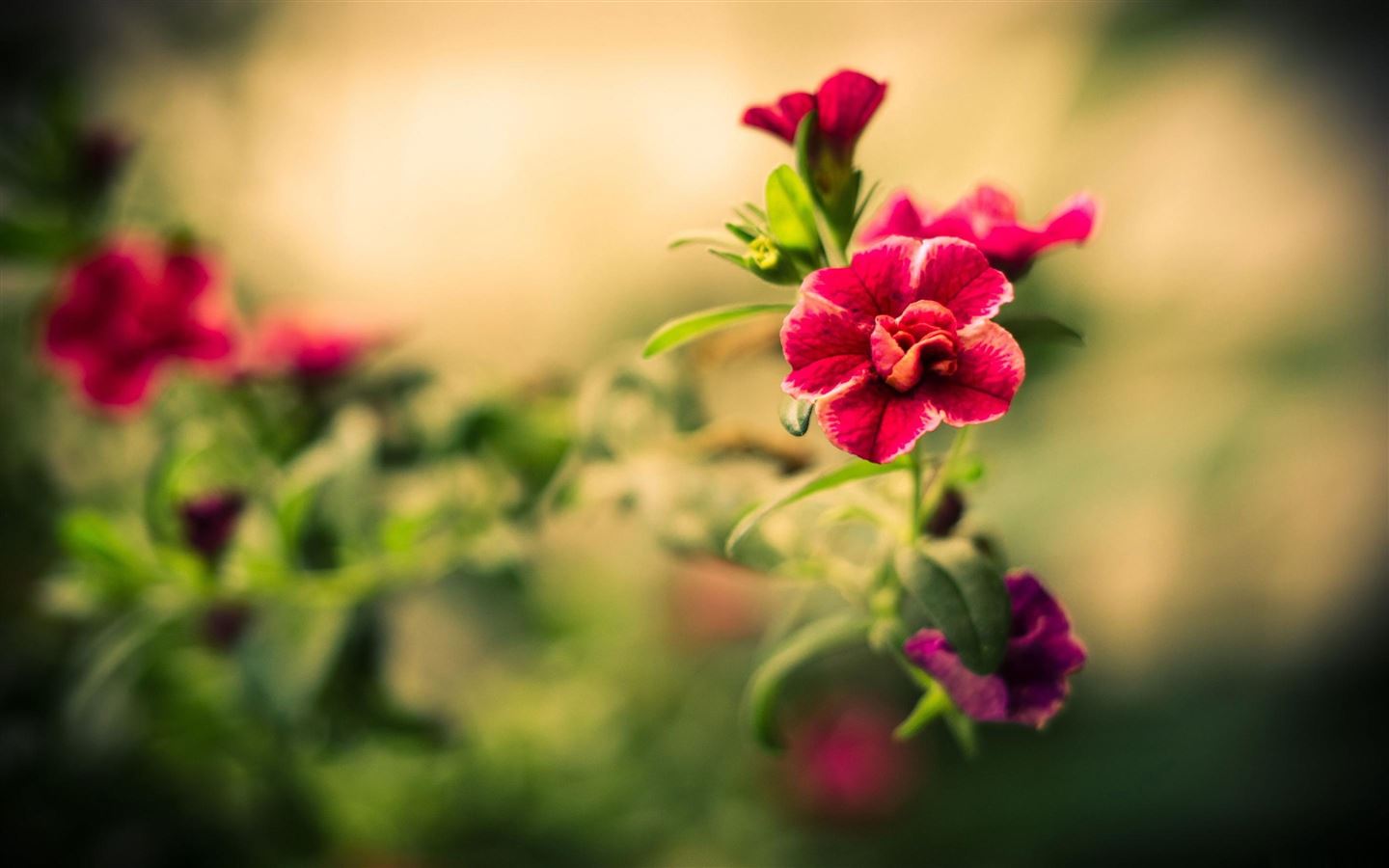 Bạn đang tìm kiếm một hình nền đẹp, nhẹ nhàng và ấn tượng trên MacBook Air của mình? Red Blurry Flower chắc chắn là điều bạn cần. Liên kết sẽ đưa bạn đến những hình ảnh đẹp nhất của loài hoa này, hãy trang trí cho thiết bị của bạn thêm sinh động và thú vị.