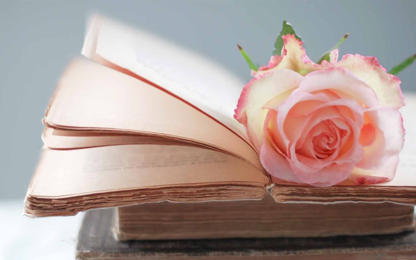 Rose Book MacBook Air Wallpaper Download | AllMacWallpaper