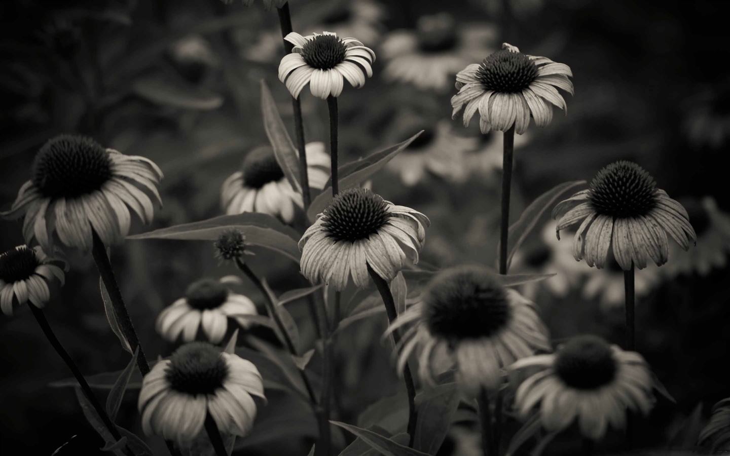 Summer In Black And White Mac Wallpaper Download | AllMacWallpaper