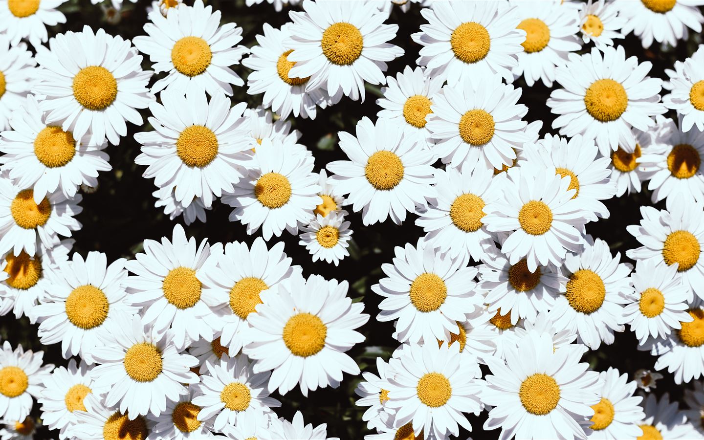 white Daisy flowers Mac Wallpaper Download | AllMacWallpaper