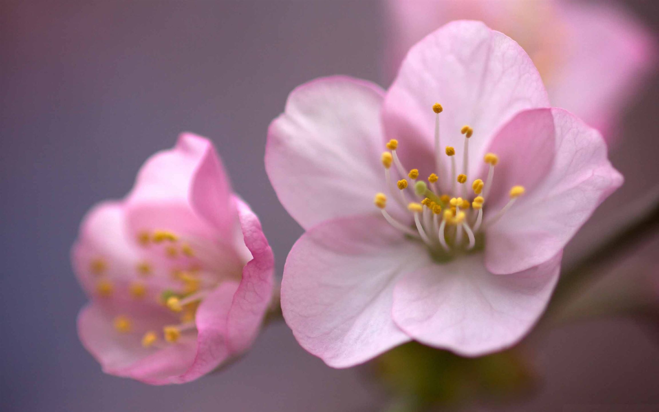 Blossom цветы. Цветы вишня Сакура. Бутон Сакуры. Цветок вишни макро. Лепесток Сакуры.