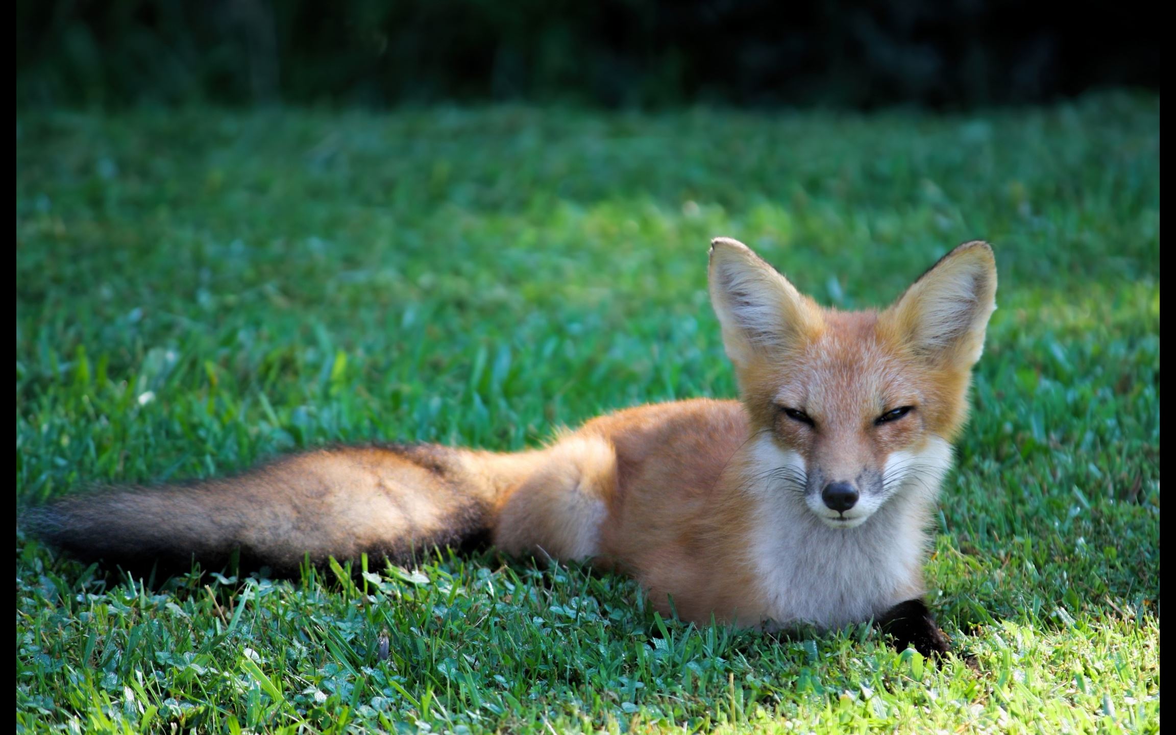 Harperthe fox