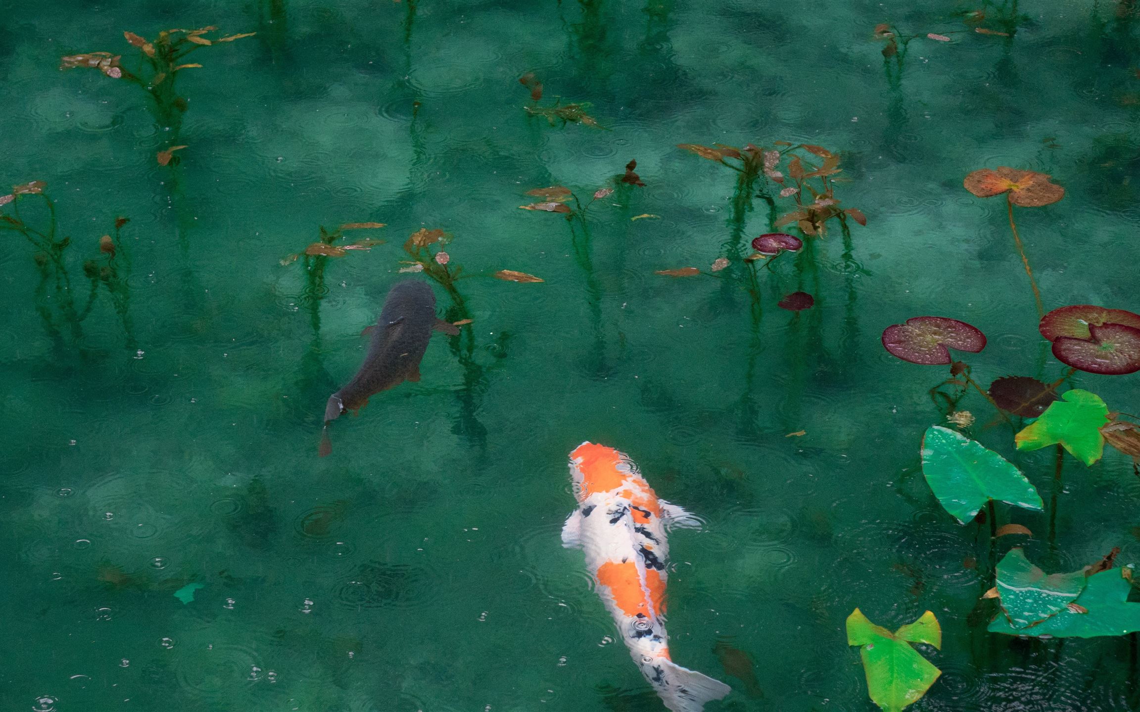 photo of two black white and orange koi fish iMac Wallpaper Download ...