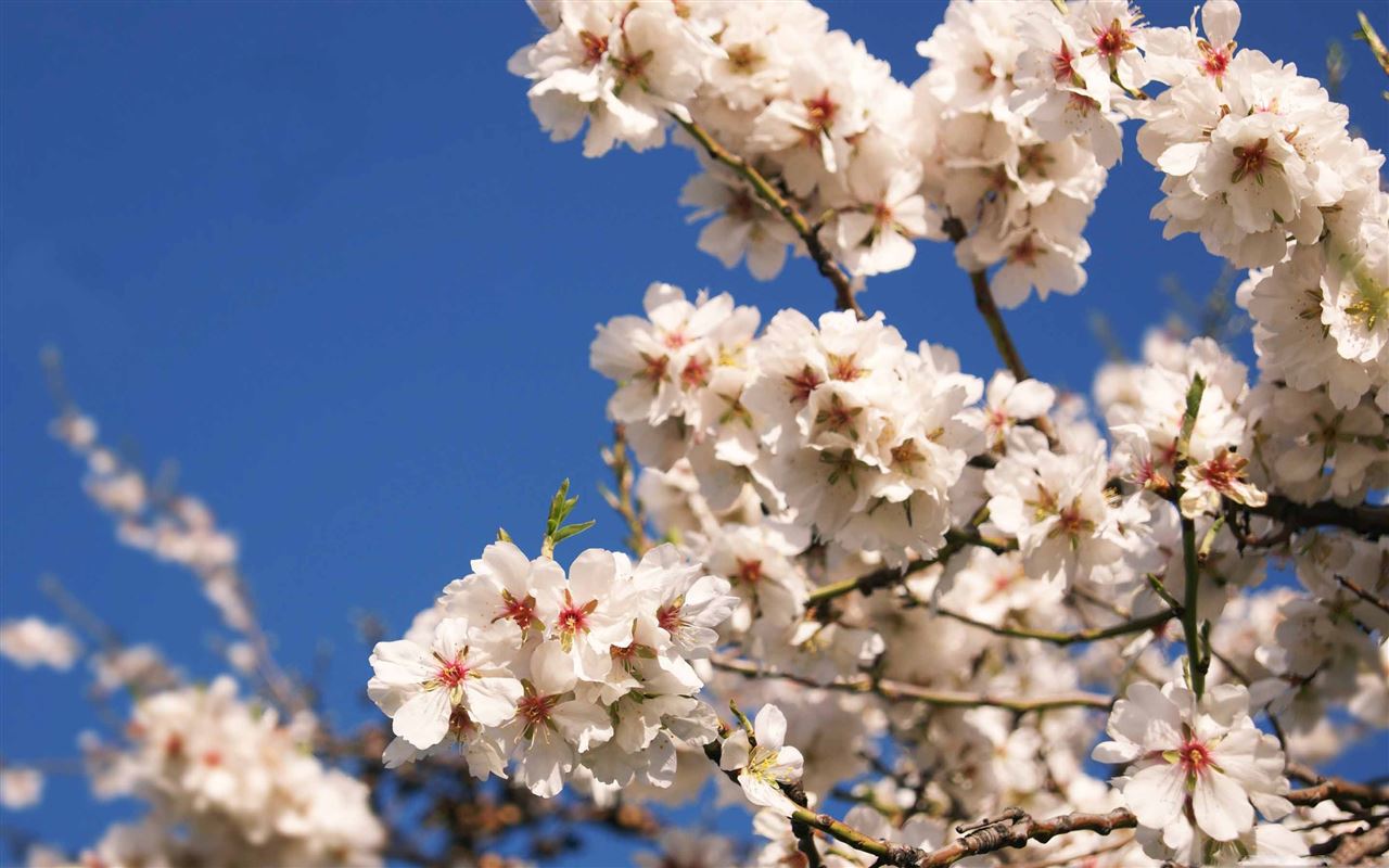 Spring Flowers MacBook Pro Wallpaper Download | AllMacWallpaper