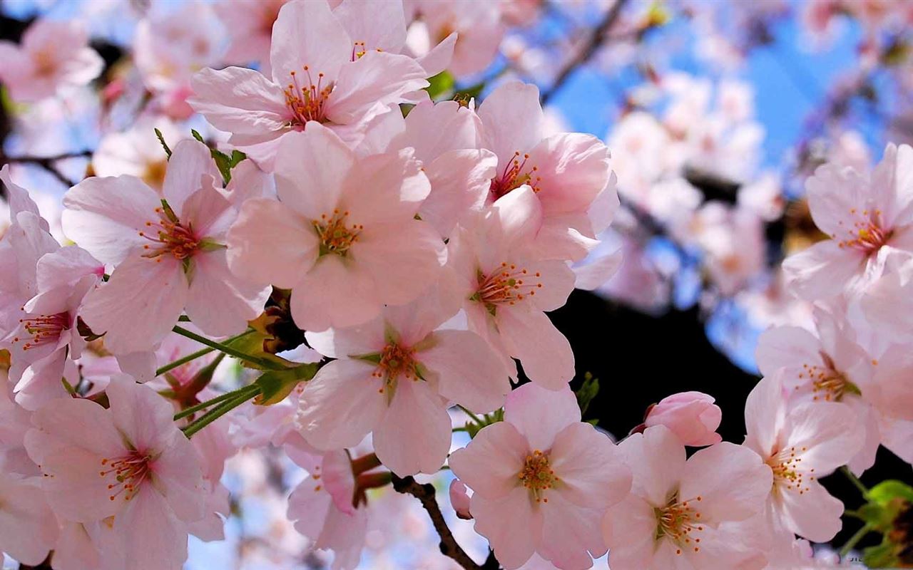 Spring Pink Blossoms Mac Wallpaper Download | AllMacWallpaper
