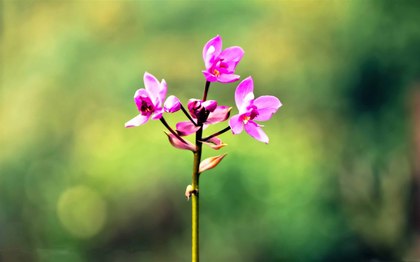 Pink Orkid Mac Wallpaper Download | AllMacWallpaper