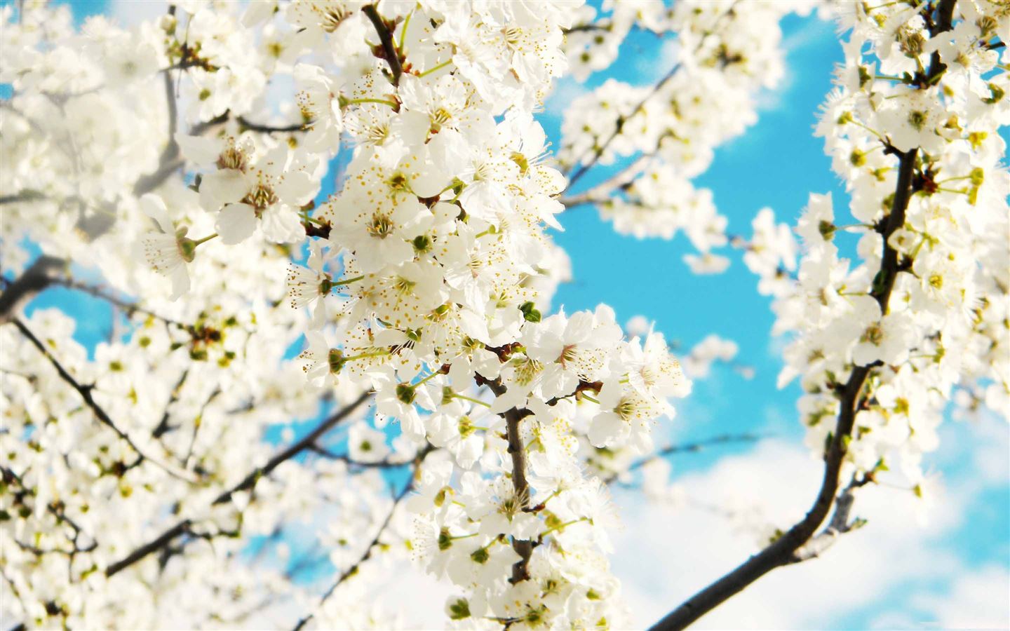 Spring Flower Mac Wallpaper Download | AllMacWallpaper