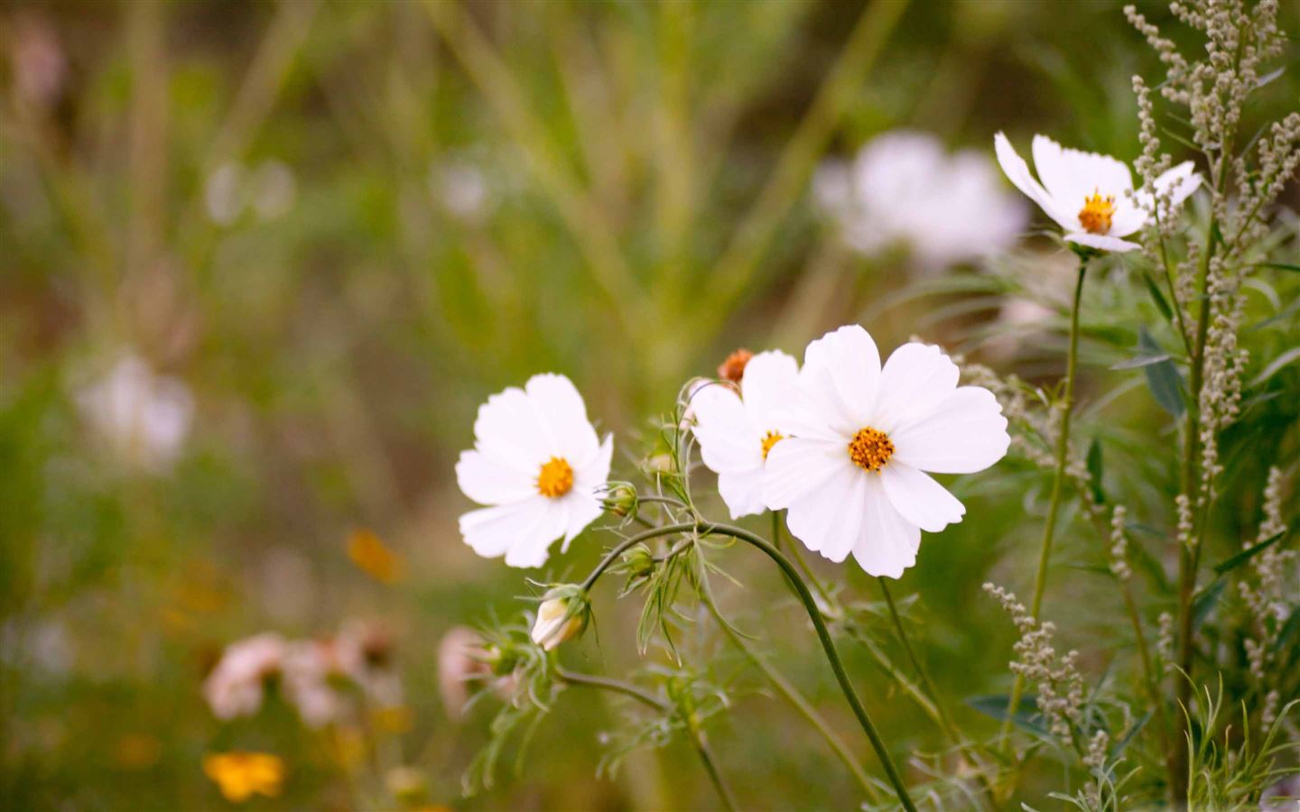 macbook pro desktop wallpaper white roses