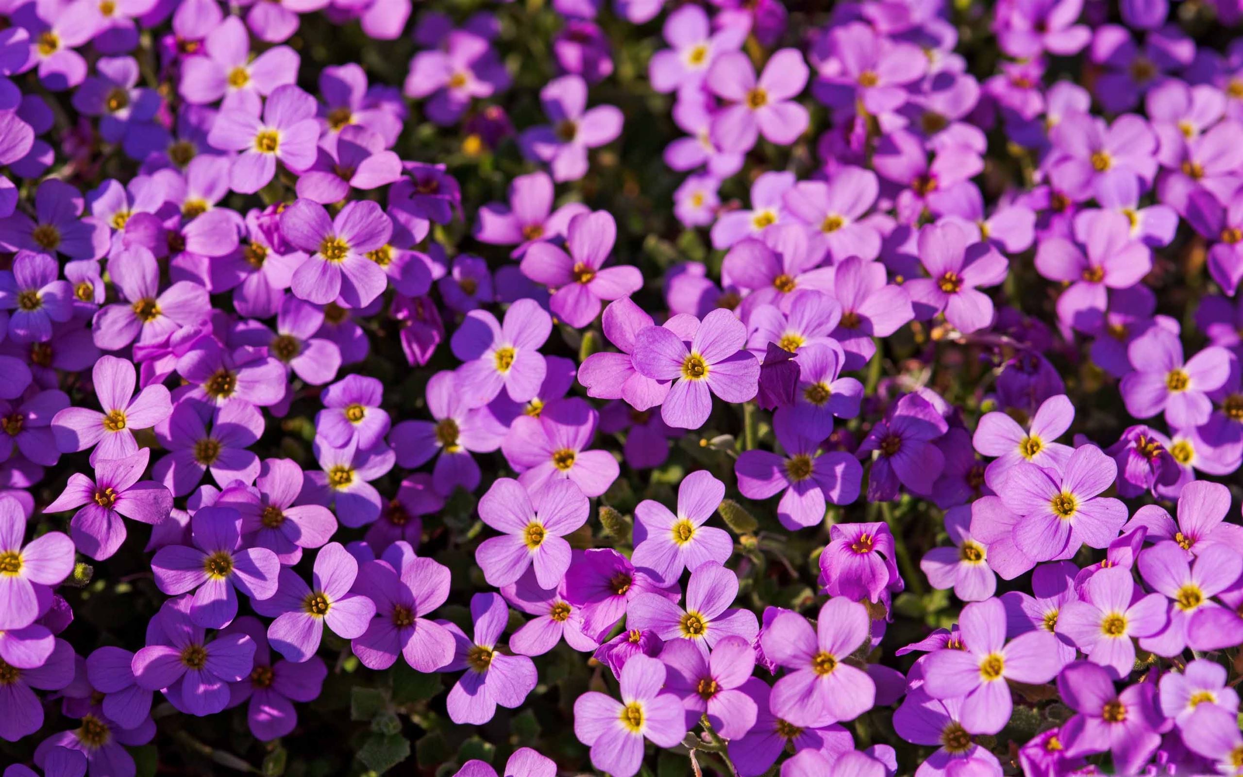 A Lot Of Purple Flowers Mac Wallpaper Download | AllMacWallpaper