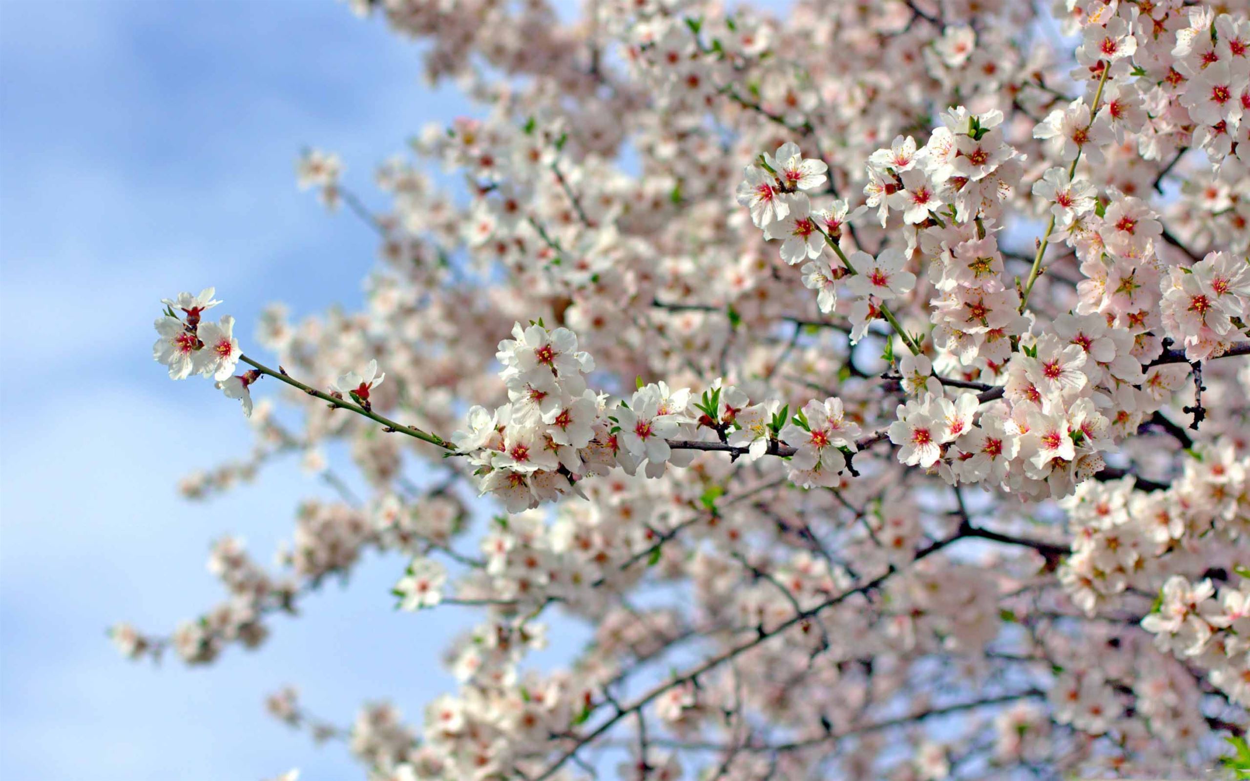 Almond Blossoms Desktop Wallpaper