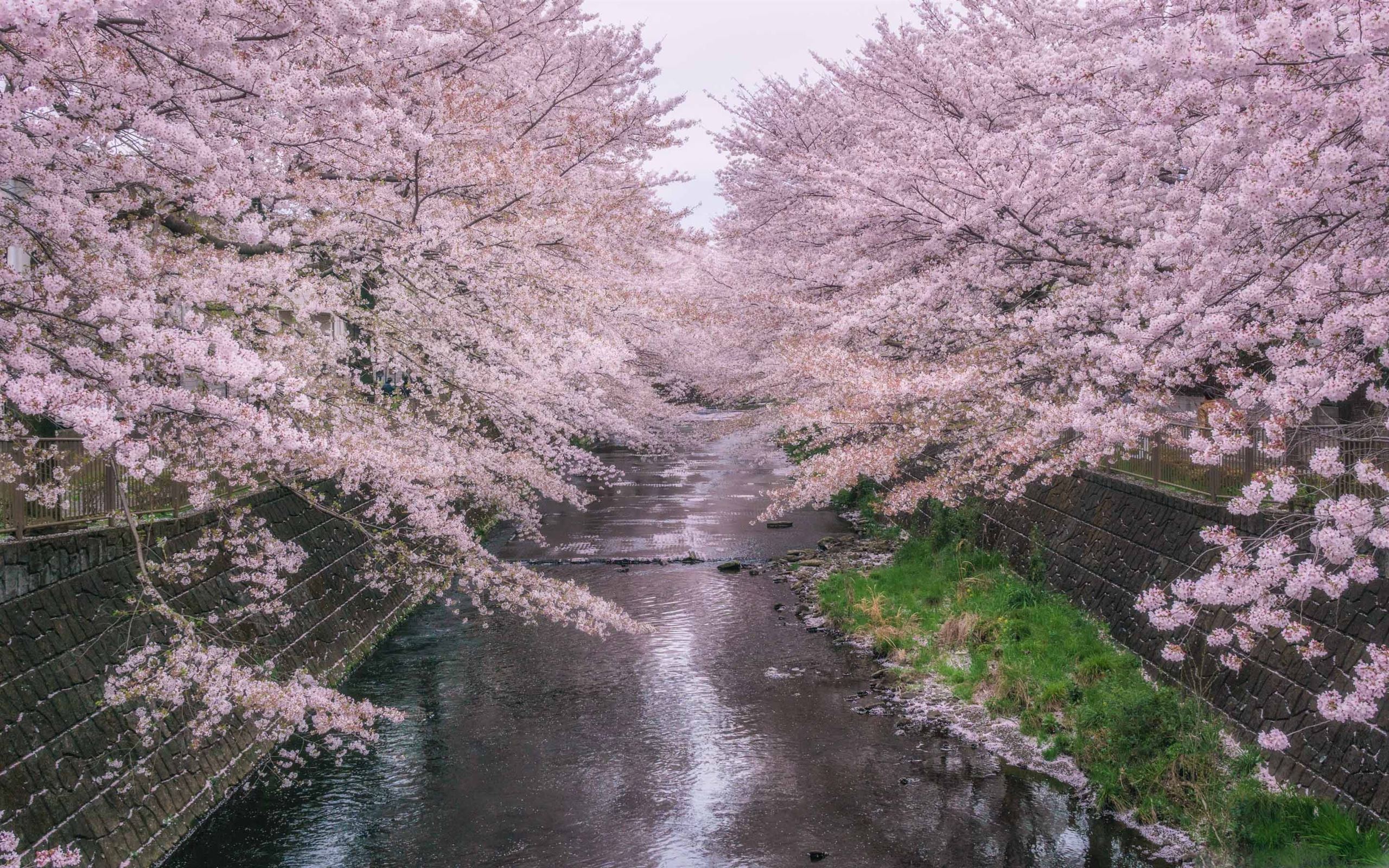 Сакура хорошее качество. Река в Кавагоэ Япония. Черри блоссом дерево. Сакура черри блоссом дерево. Pink черри блоссом дерево деревья парк.