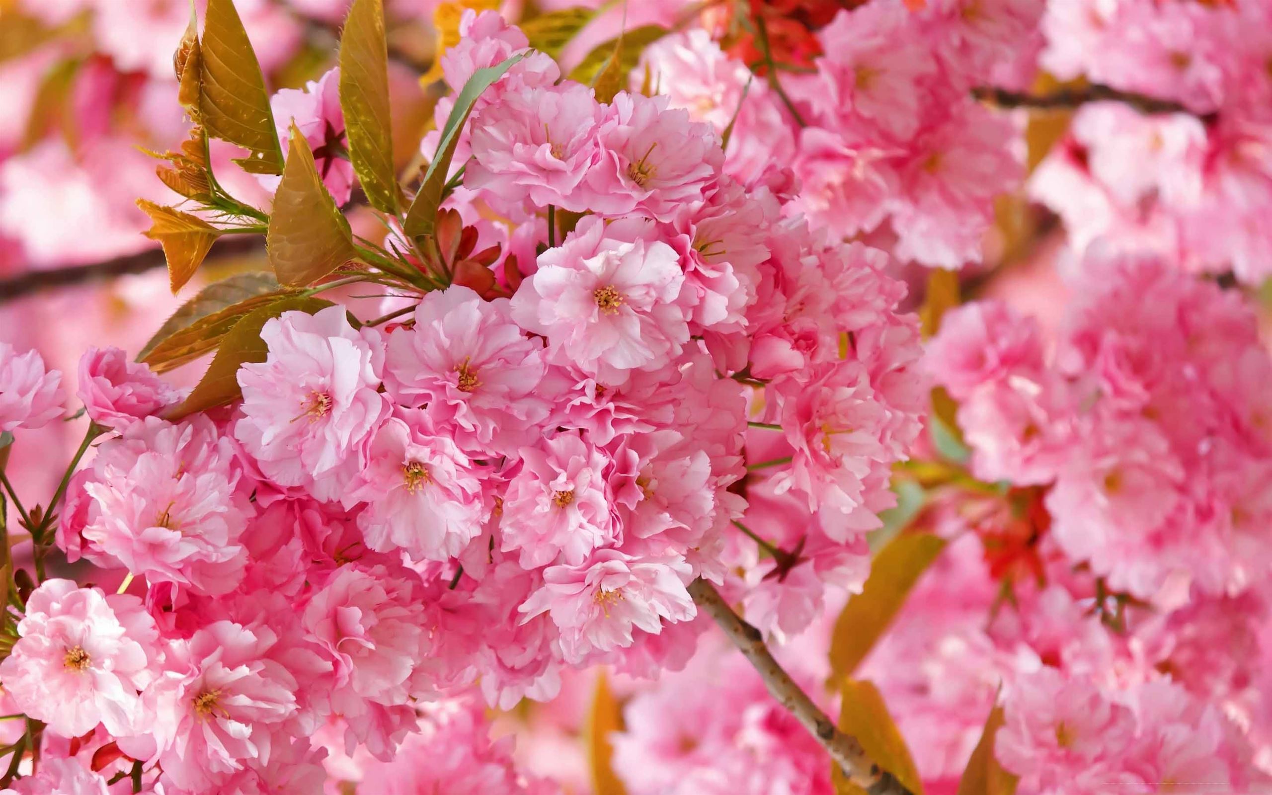 Beautiful Pink Japanese Sakura Tree Mac Wallpaper Download