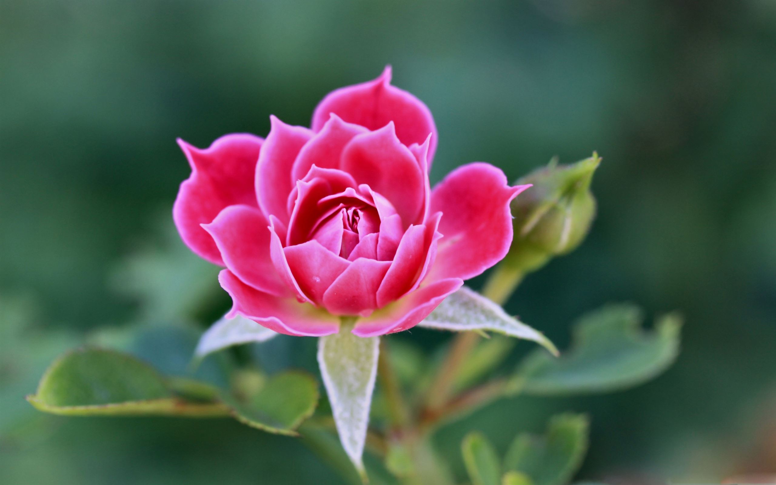 Beautiful Rose Petals Mac Wallpaper Download | AllMacWallpaper