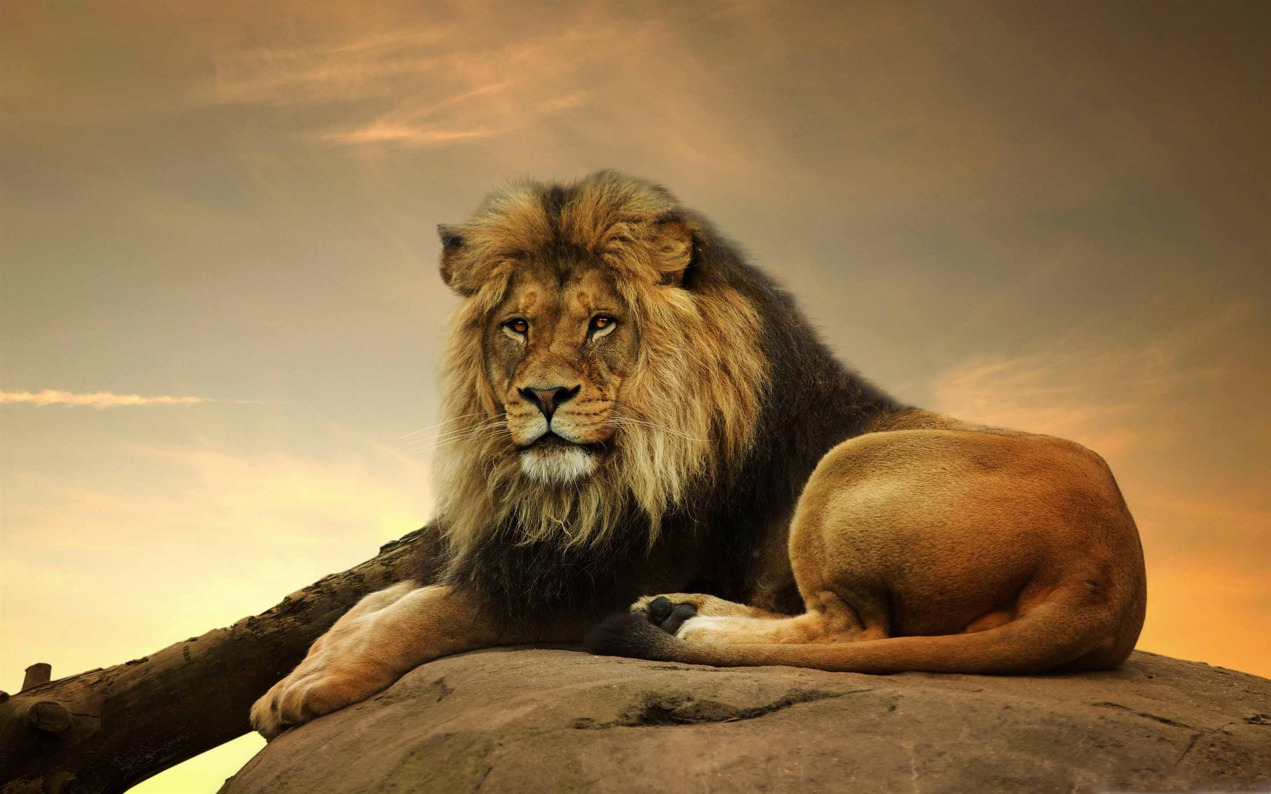 mac wallpaper hd lion