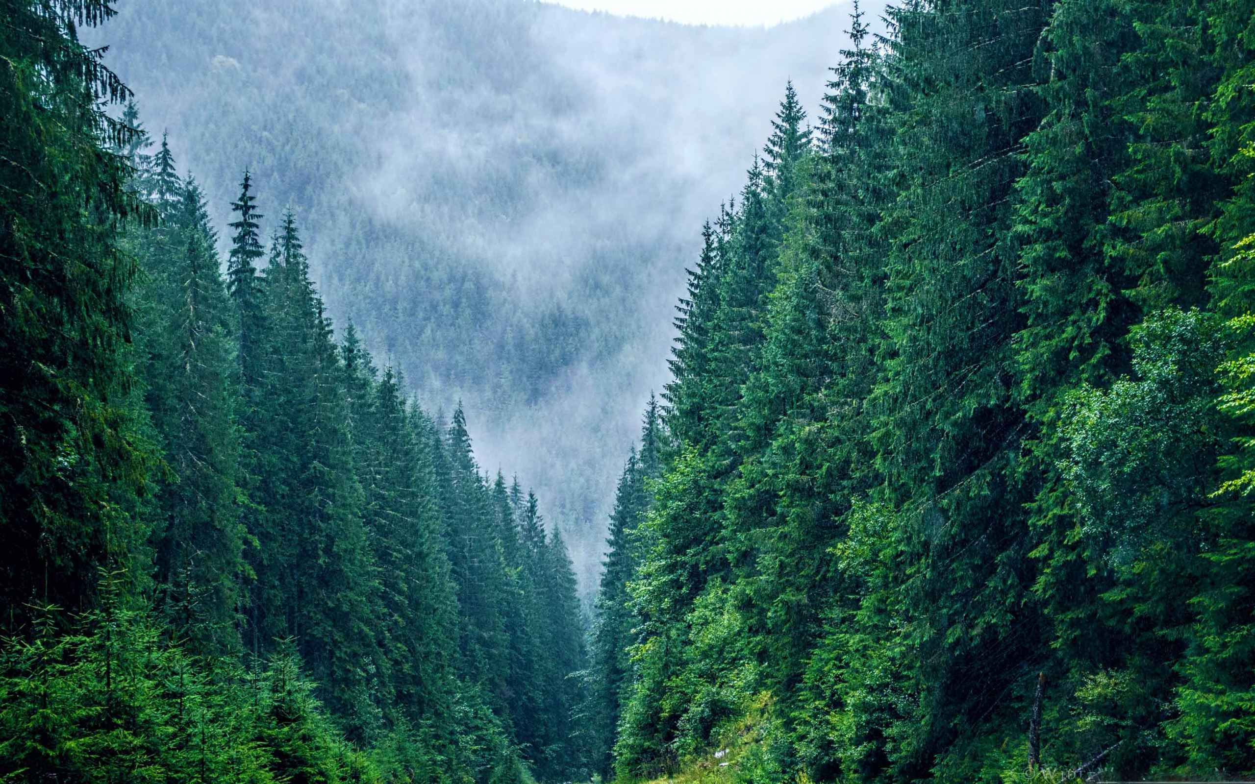 Густой хвойный. Тайга (хвойные леса) Сыктывкар. Холодный лес Румыния. Темнохвойная Пихтовая Тайга Сибирь. Румыния хвойный лес.
