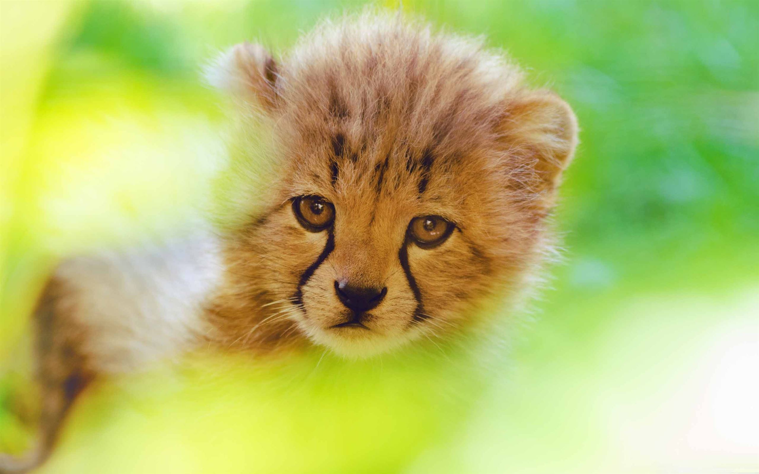 Cheetah Cub Face MacBook Air Wallpaper Download | AllMacWallpaper