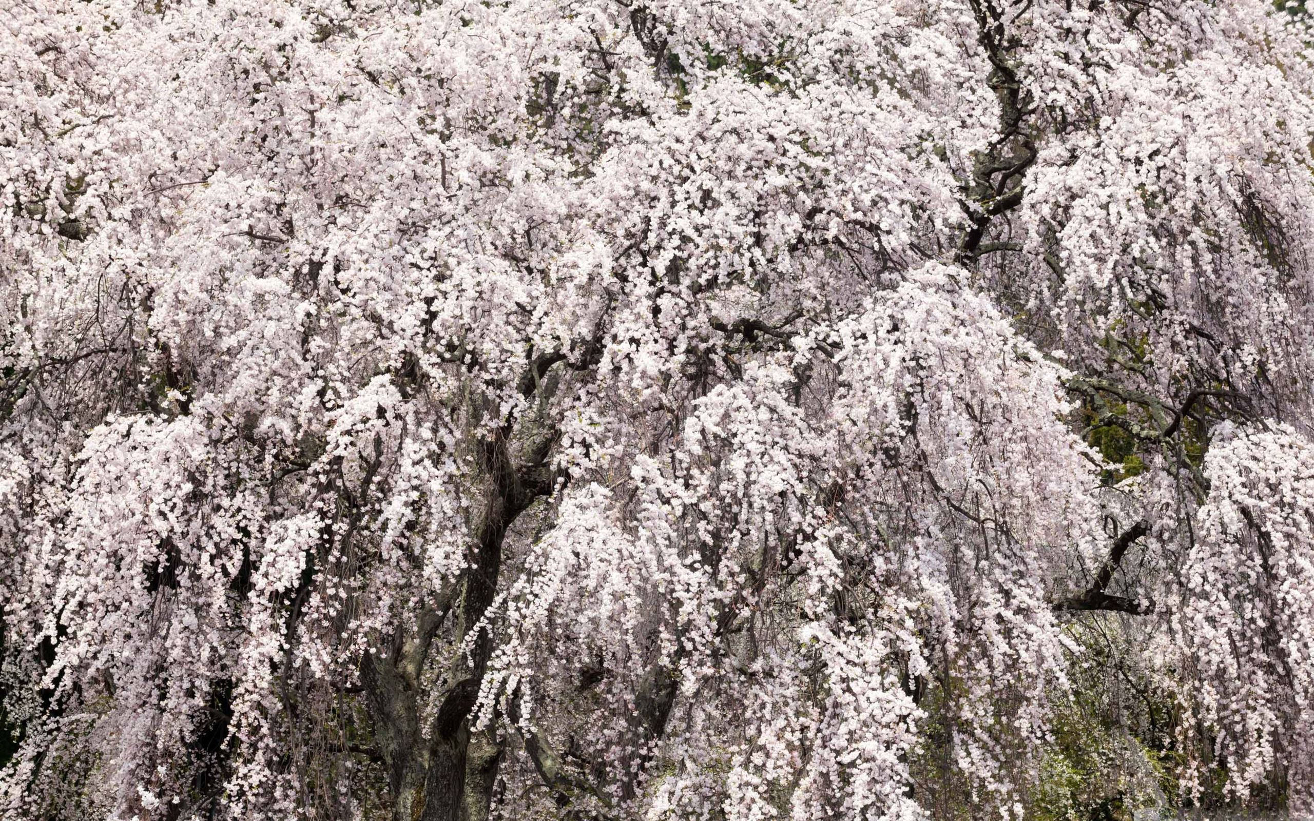 Japanese Cherry Blossom Tree Wallpaper | Mister Wallpapers