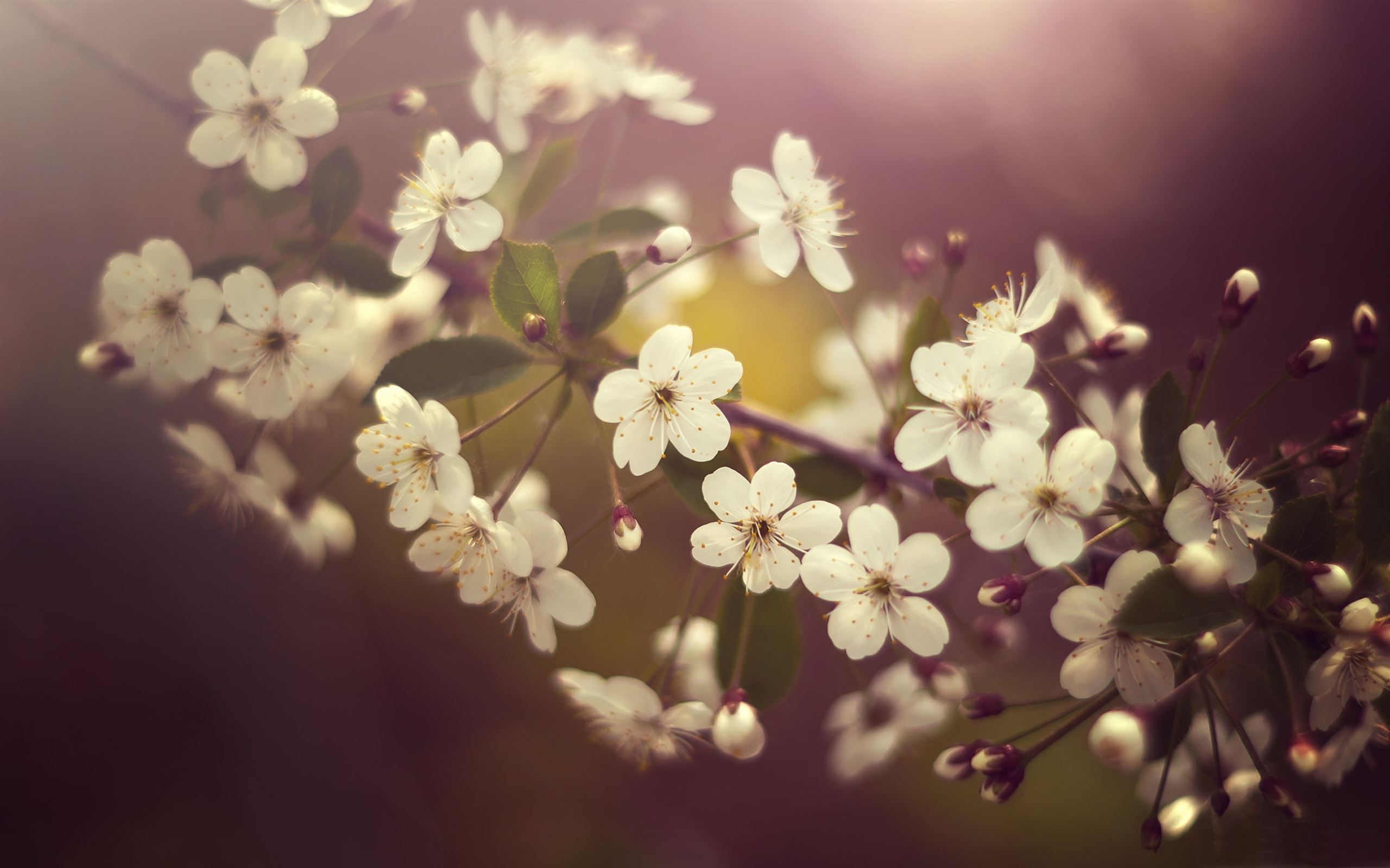 Cherry Plum Flowers Springtime Mac Wallpaper Download | AllMacWallpaper