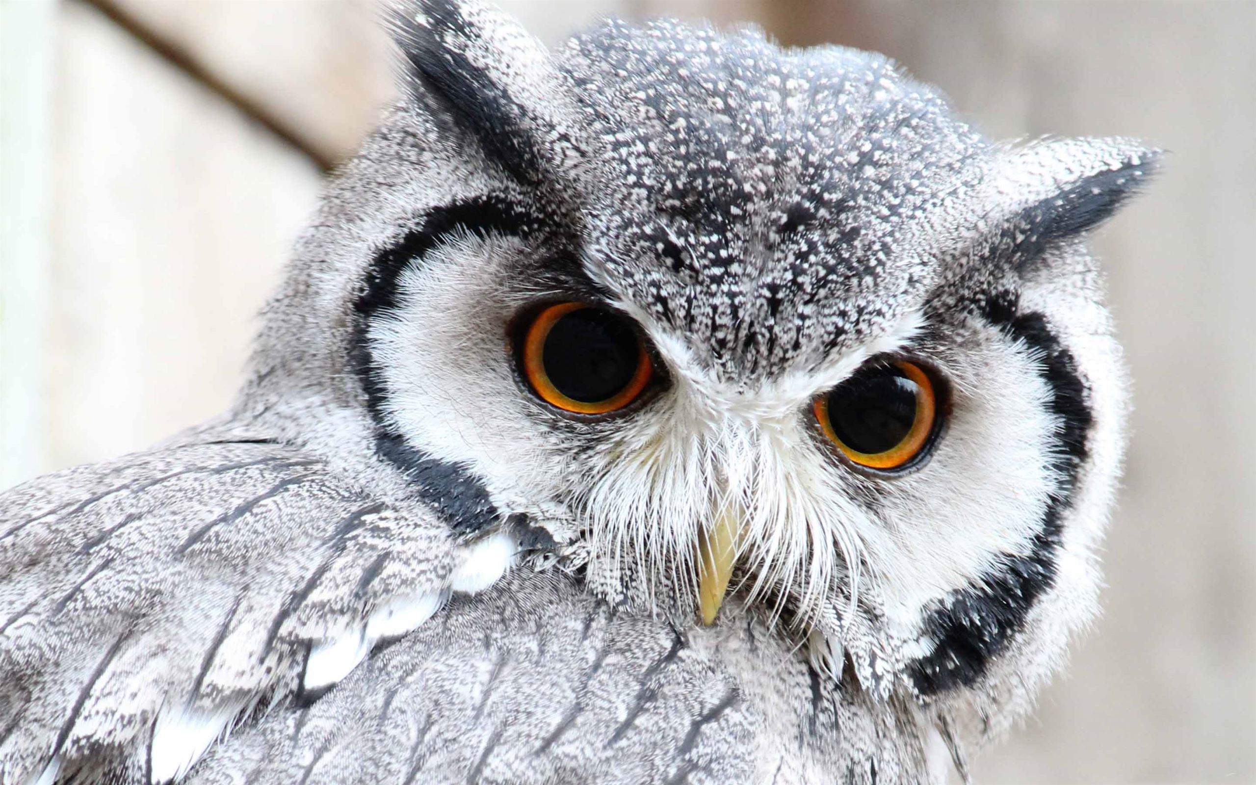 Cute Owl Mac Wallpaper Download | AllMacWallpaper