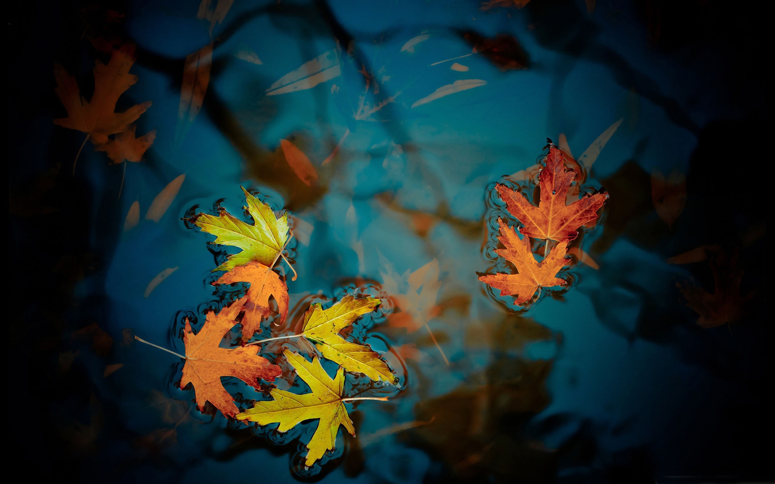 Fallen leaves Mac Wallpaper Download | AllMacWallpaper