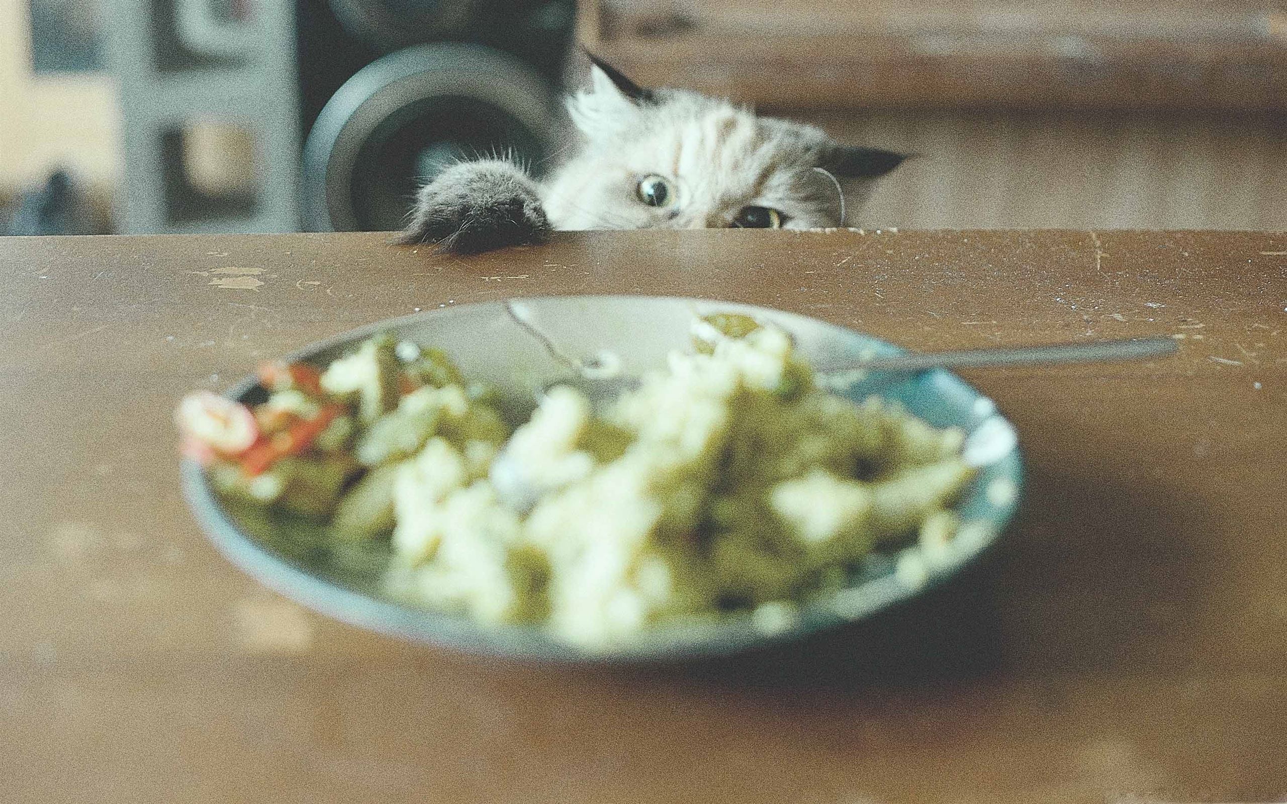 Украсть со стола. Кот ворует еду. Кот и еда. Кот ворует со стола. Кот ворует еду со стола.
