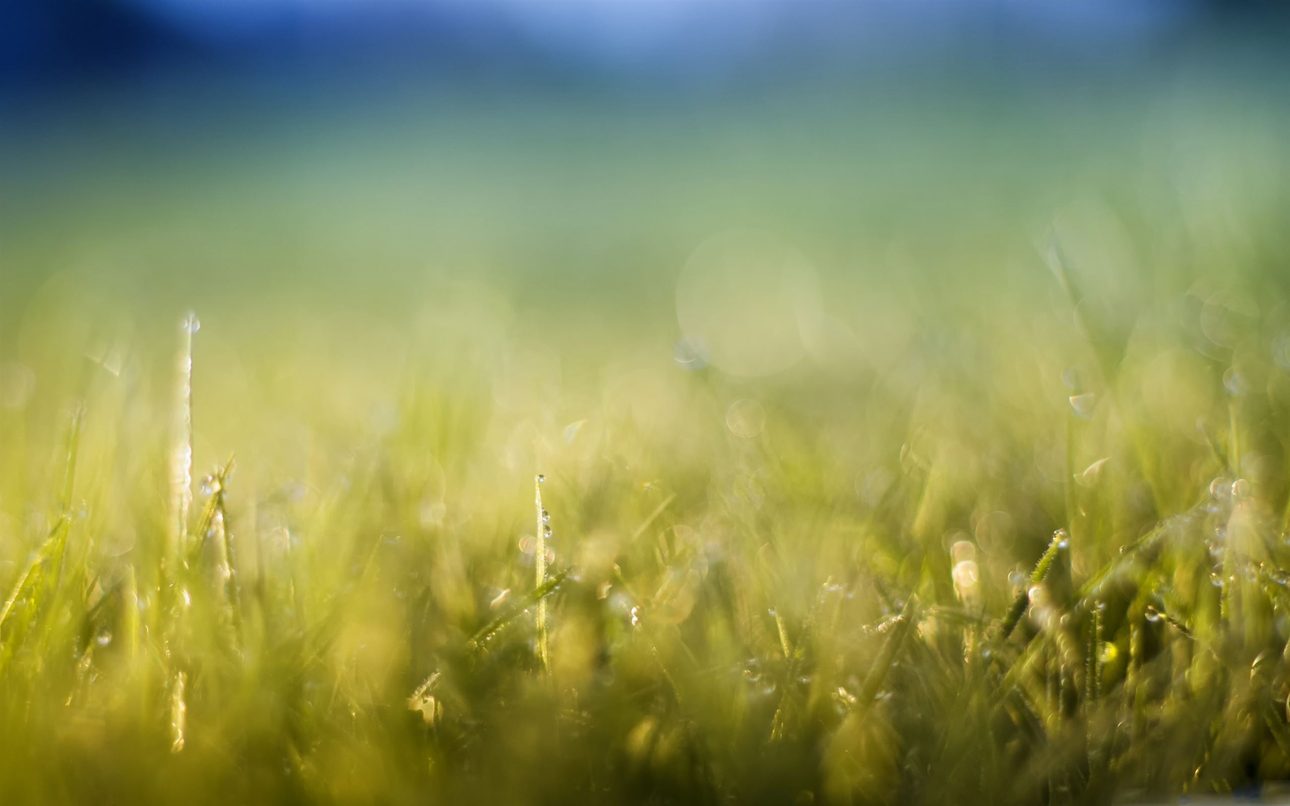 Grass Meadow Mac Wallpaper Download | AllMacWallpaper