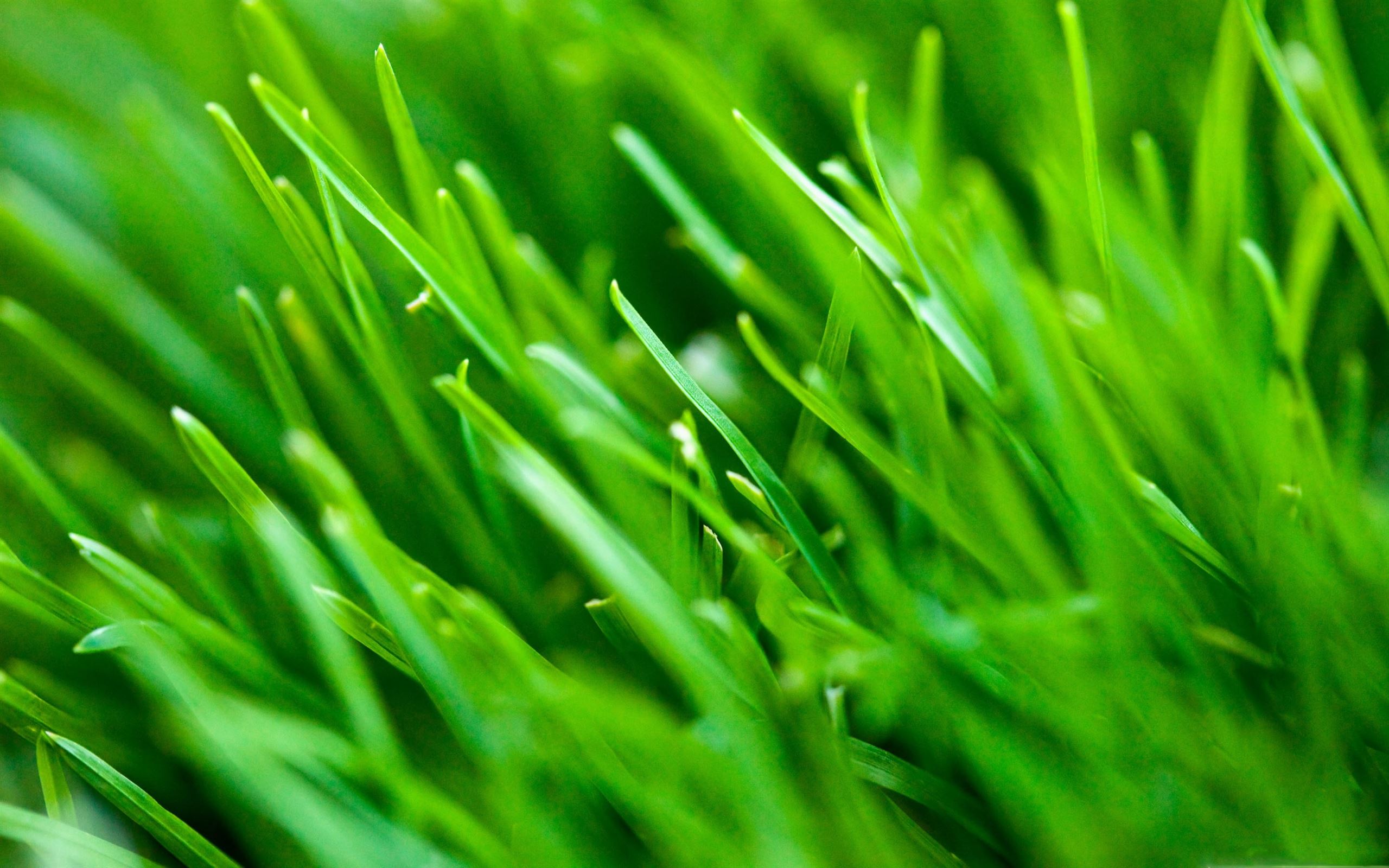 Green Grass Background Mac Wallpaper Download | AllMacWallpaper