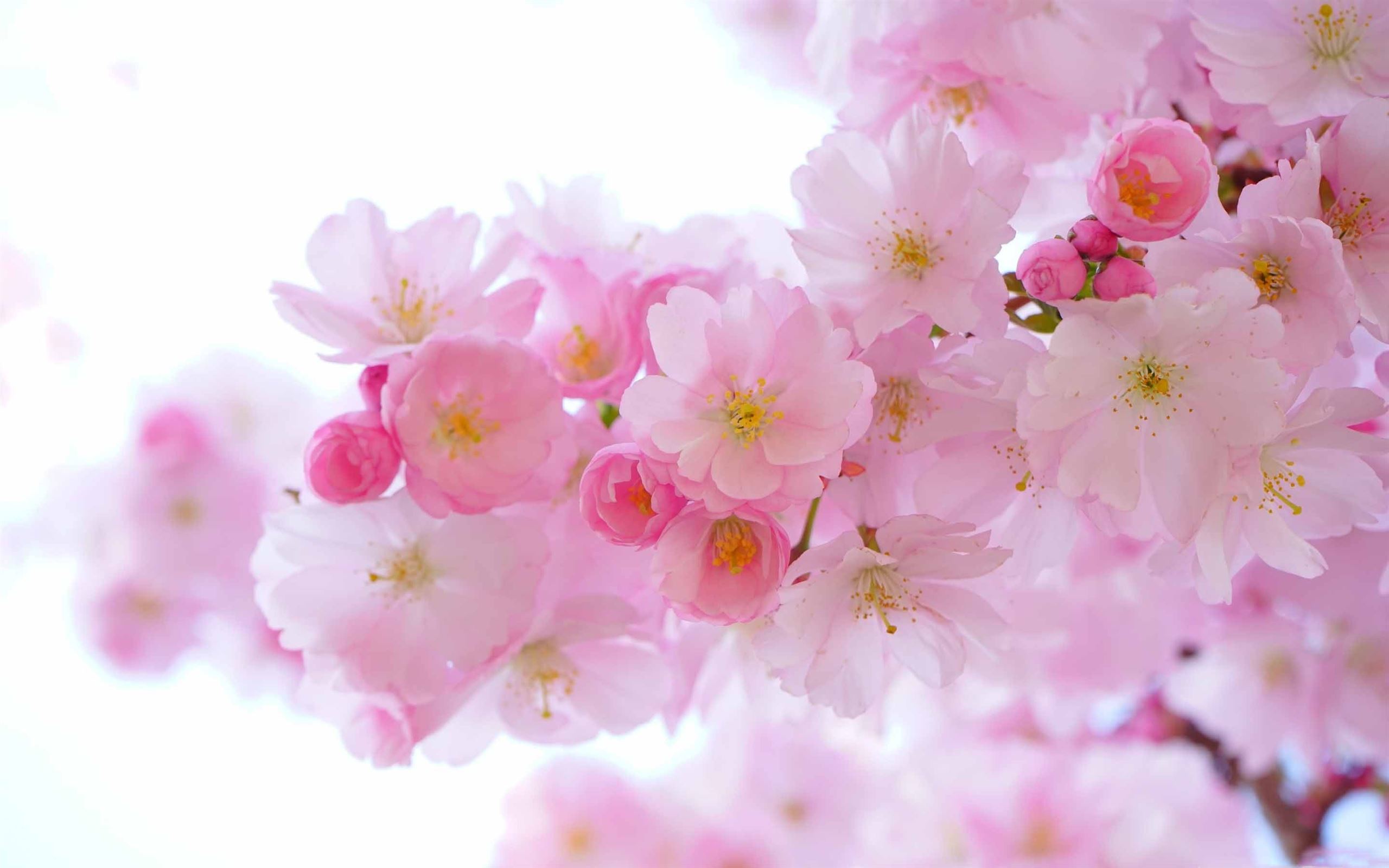 Premium Photo | Cherry blossom sakura pink trees japanese landscape  illustration