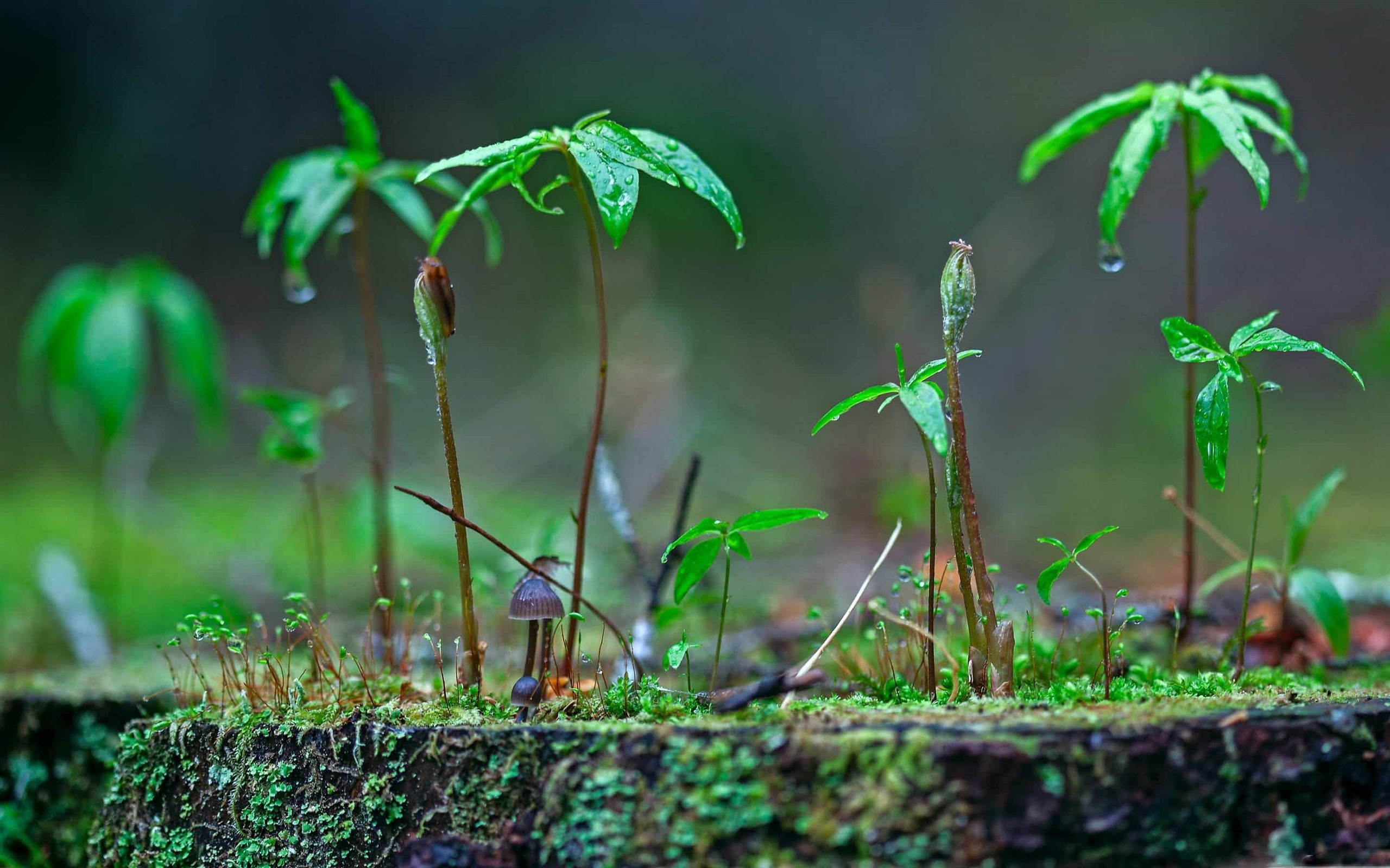 Роль дождя в жизни растений и животных