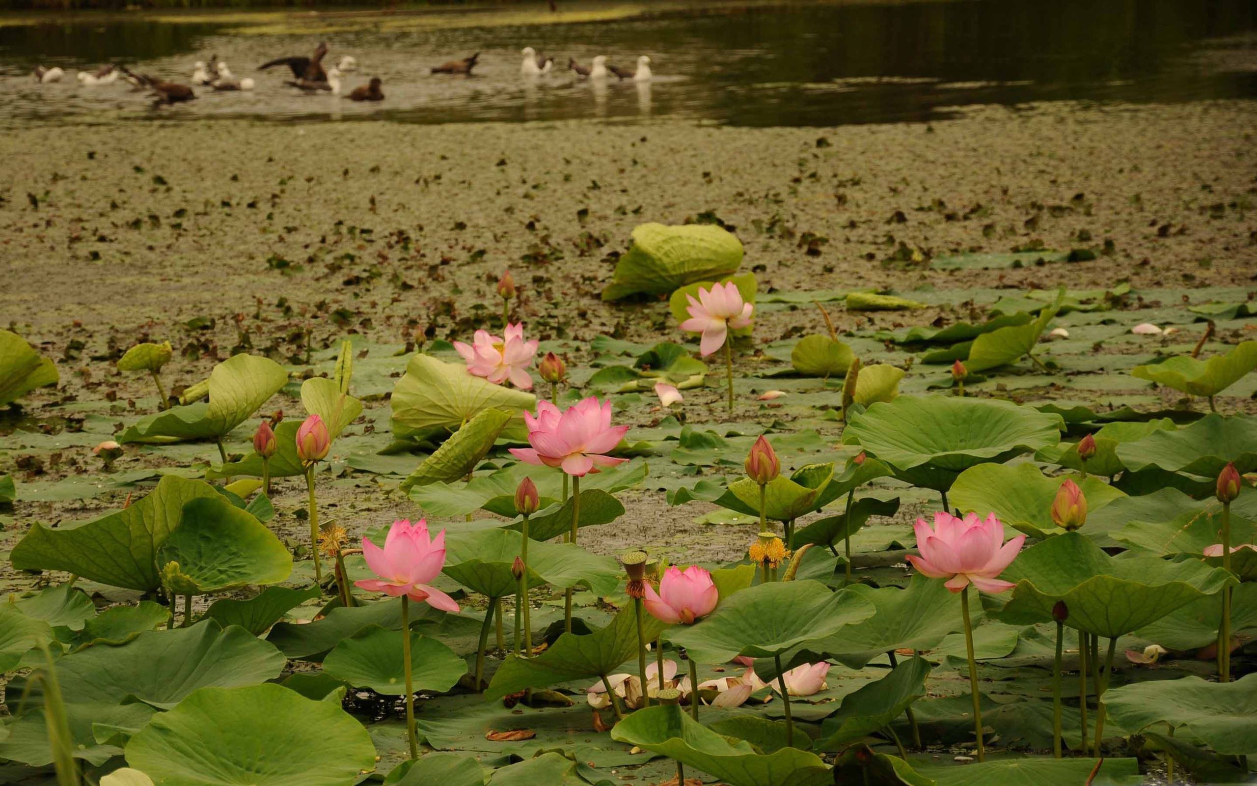 Сцены с лотосами на воде. Орехоносный Лотос Астраханский заповедник. Озеро Нонг Хан Кумпхавапи, Таиланд. Озеро лотосов Краснодар. Озеро лотосов Магистр.