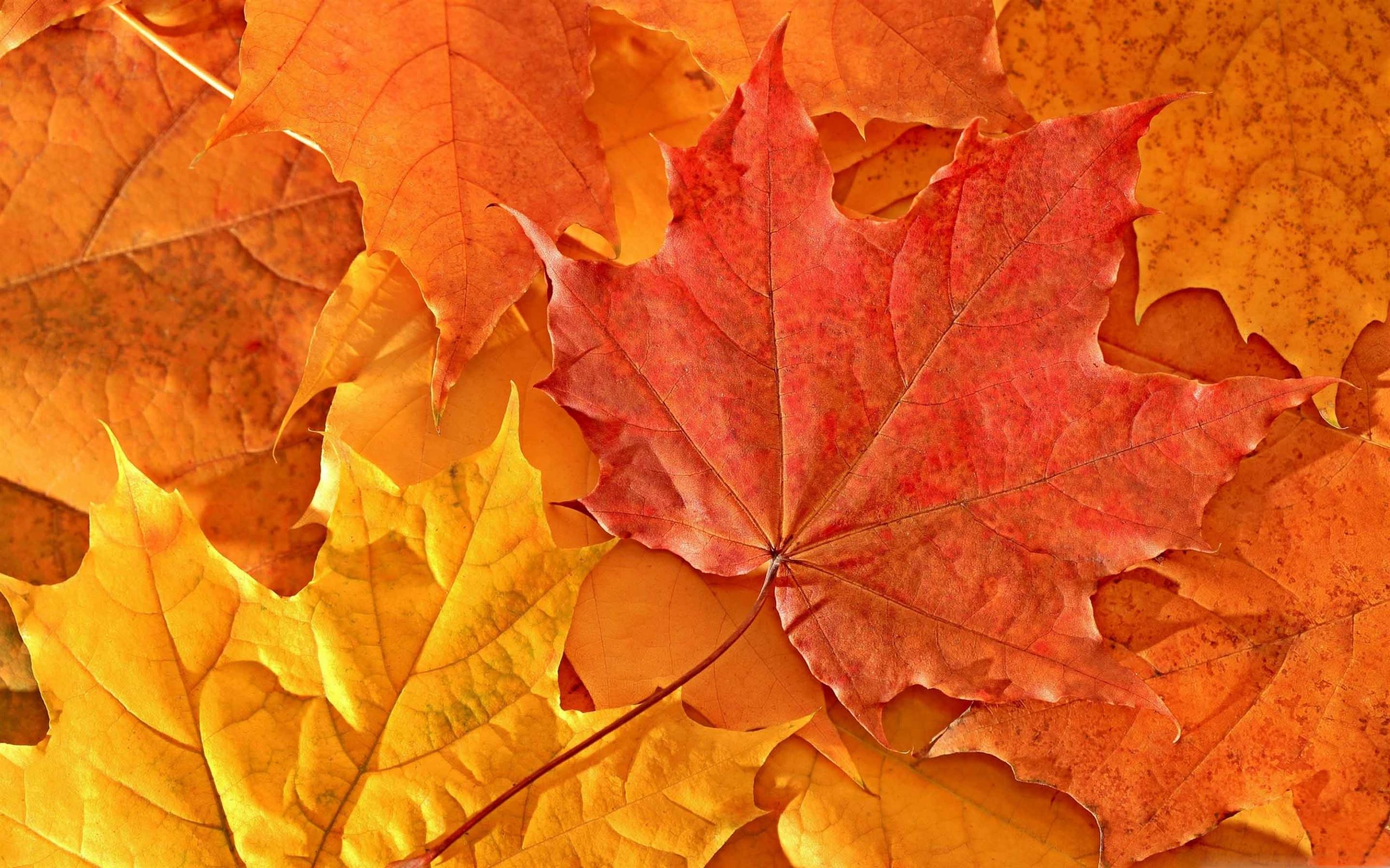 Oak Leaves Mac Wallpaper Download | AllMacWallpaper