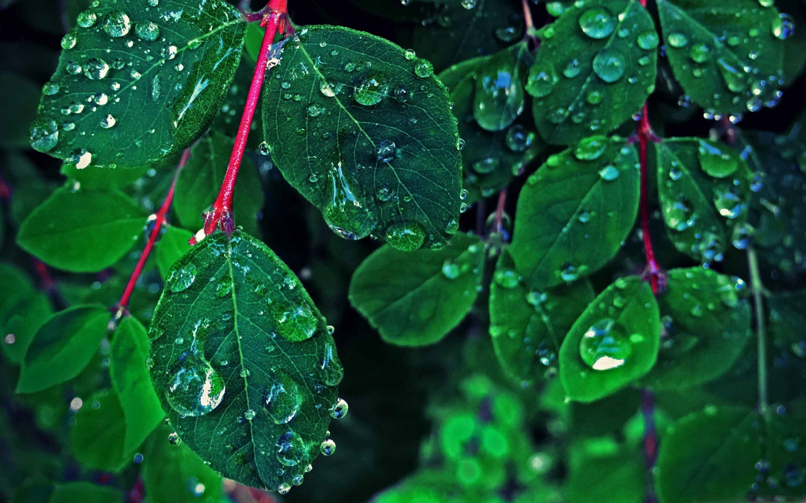 Rain On The Leaves Mac Wallpaper Download | AllMacWallpaper