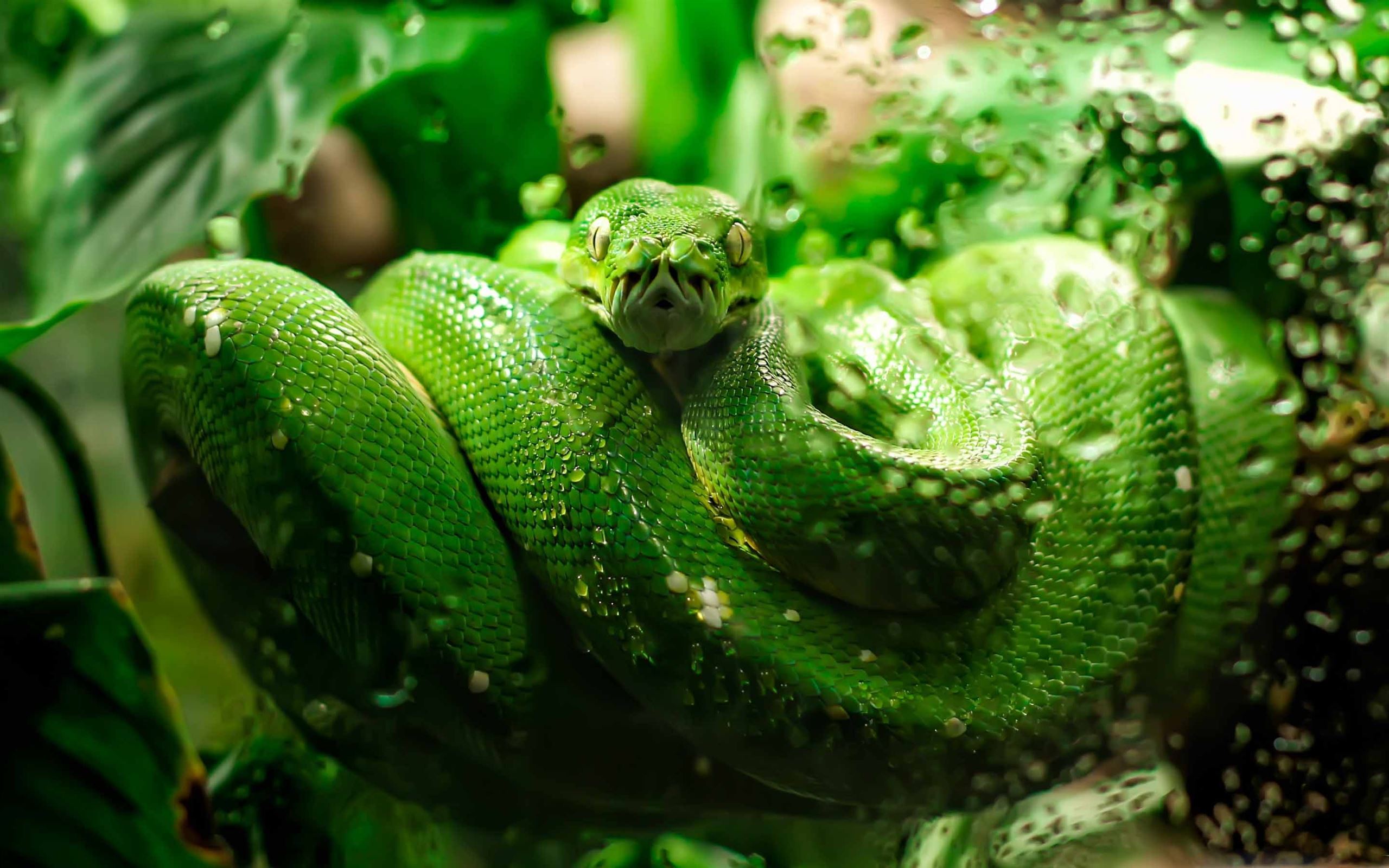 Большие зеленые змеи. Красивая змея. Зеленая змея. Красивые змеи. Змея на рабочий стол.