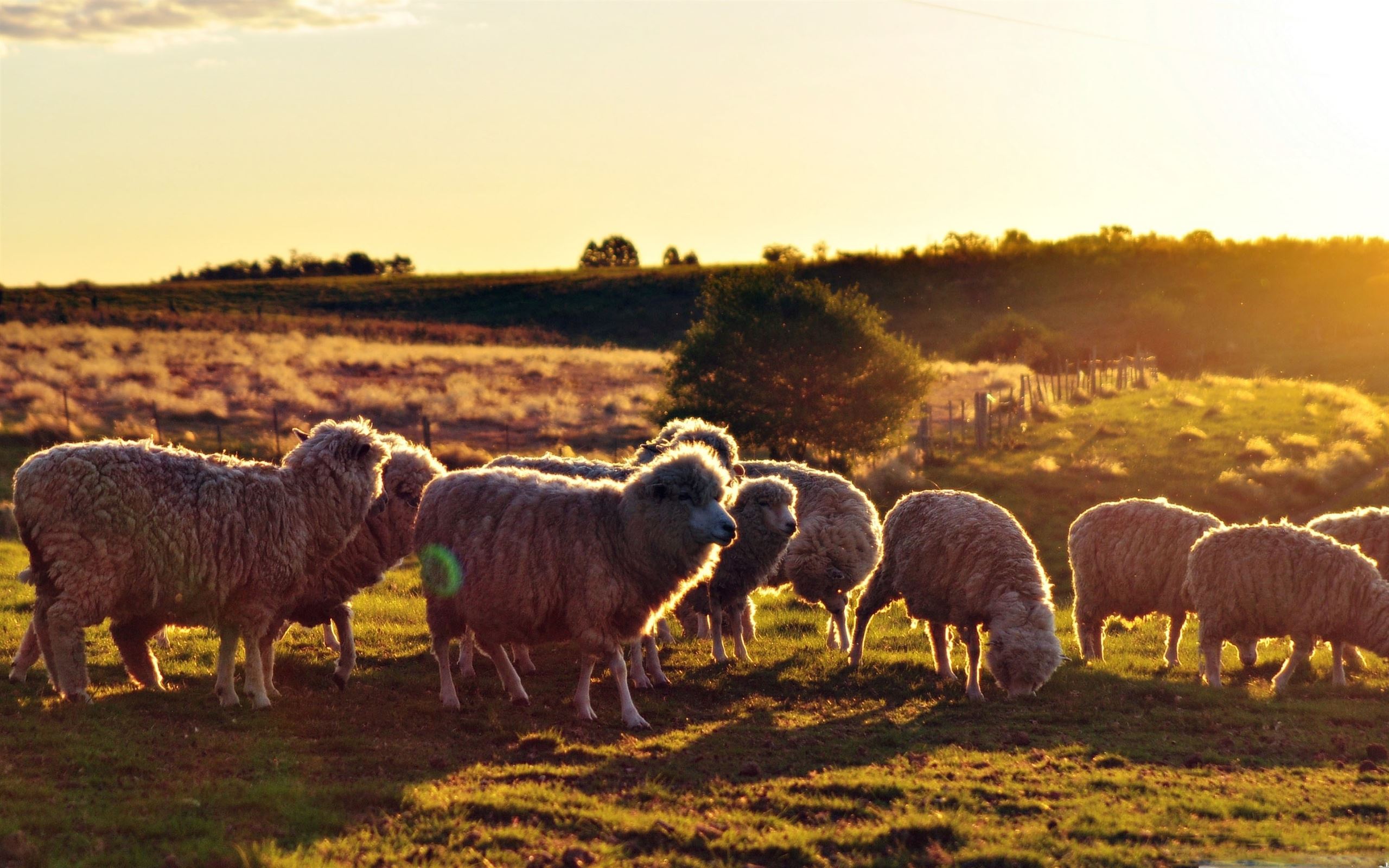 Sheeps In The Sun Mac Wallpaper Download | AllMacWallpaper
