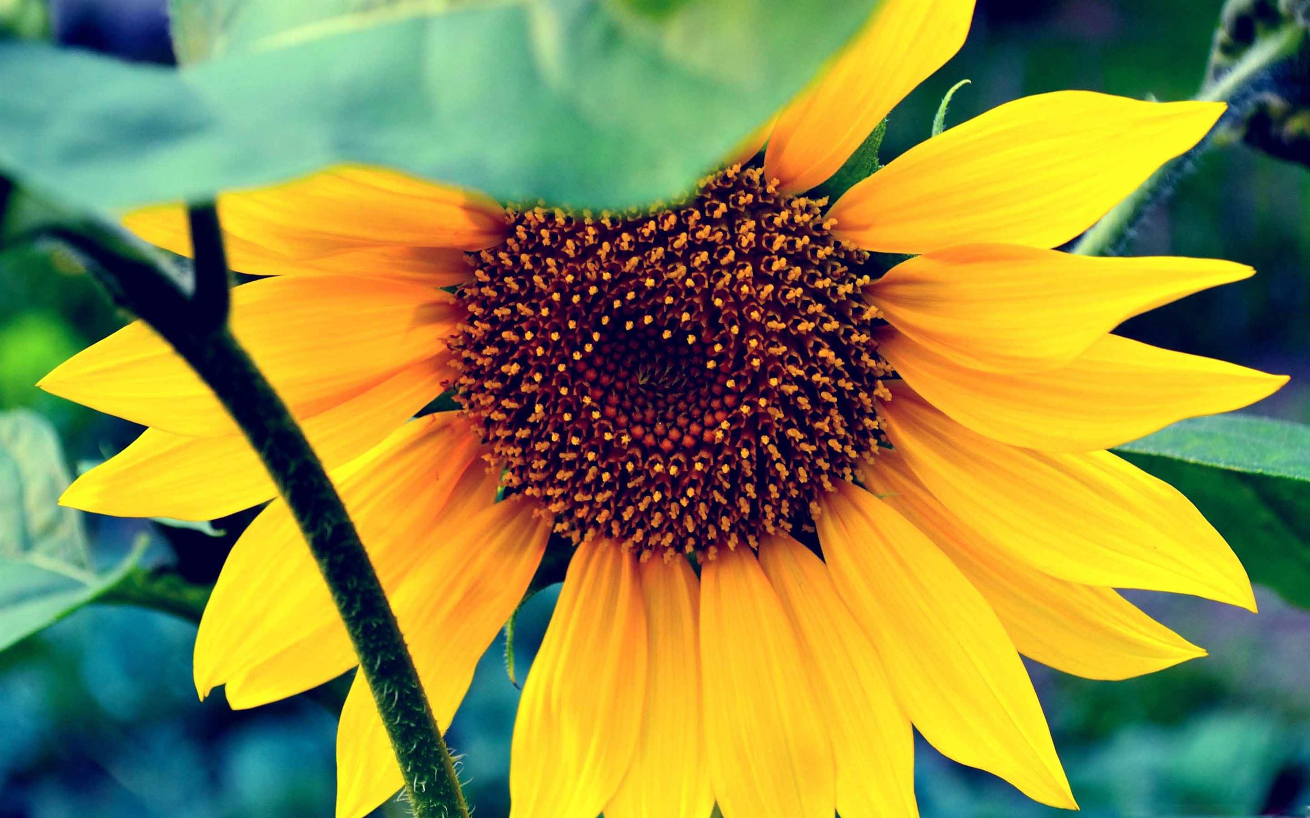 Download sunflower audio for mac download mp3