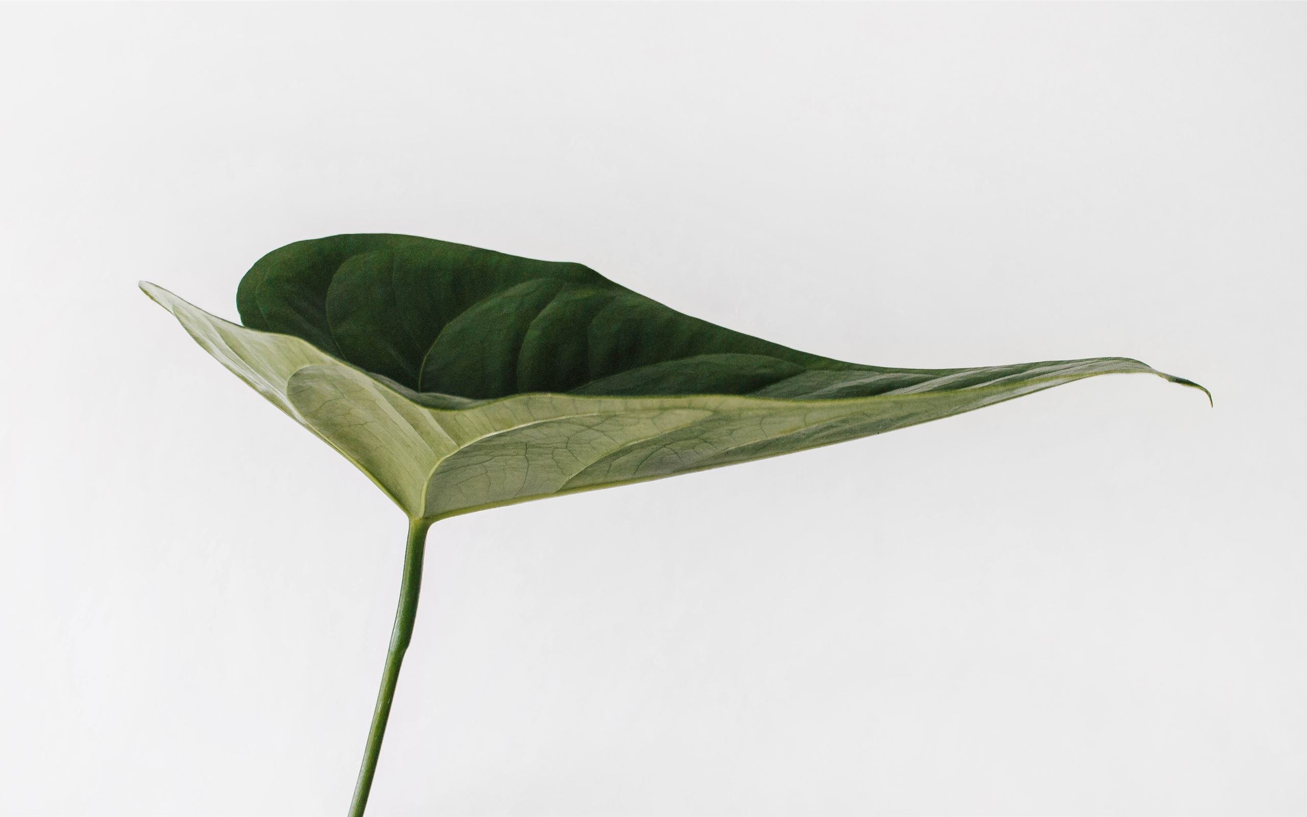 Download Minimalist Plant Trailing On A Wall Wallpaper  Wallpaperscom