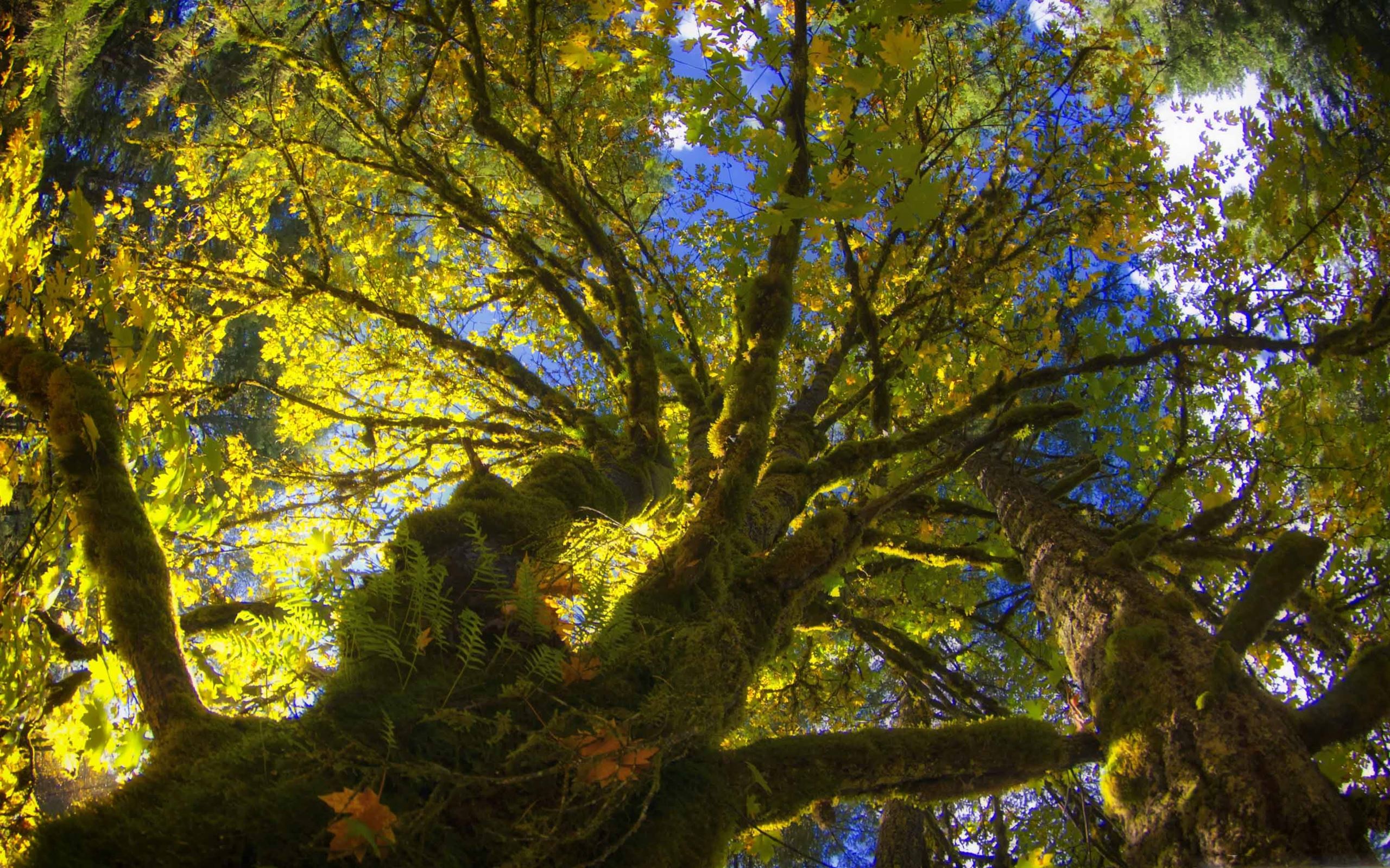 Tree Canopy From Below Mac Wallpaper Download | AllMacWallpaper
