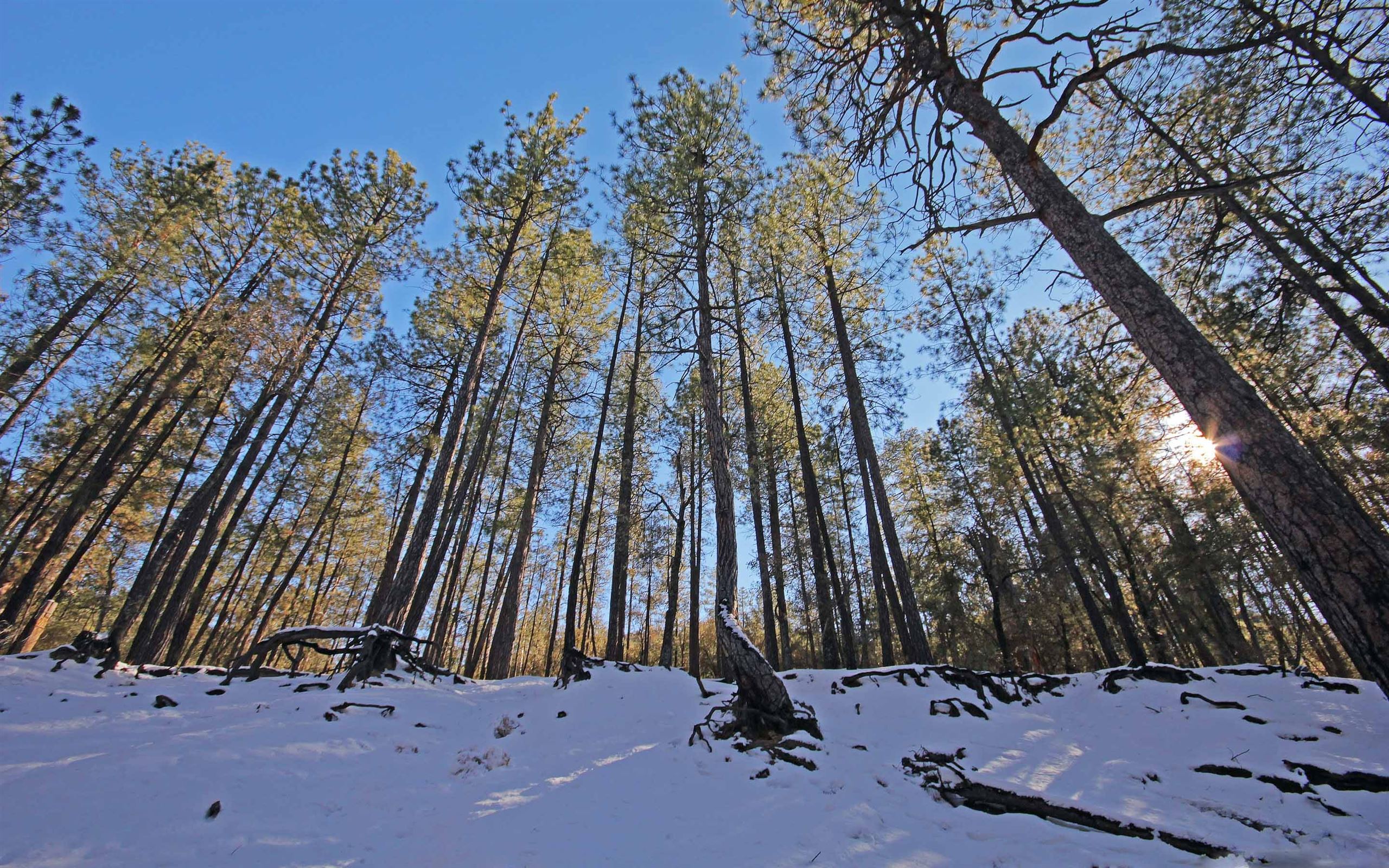 Winter Forest Macbook Air Wallpaper Download Allmacwallpaper 