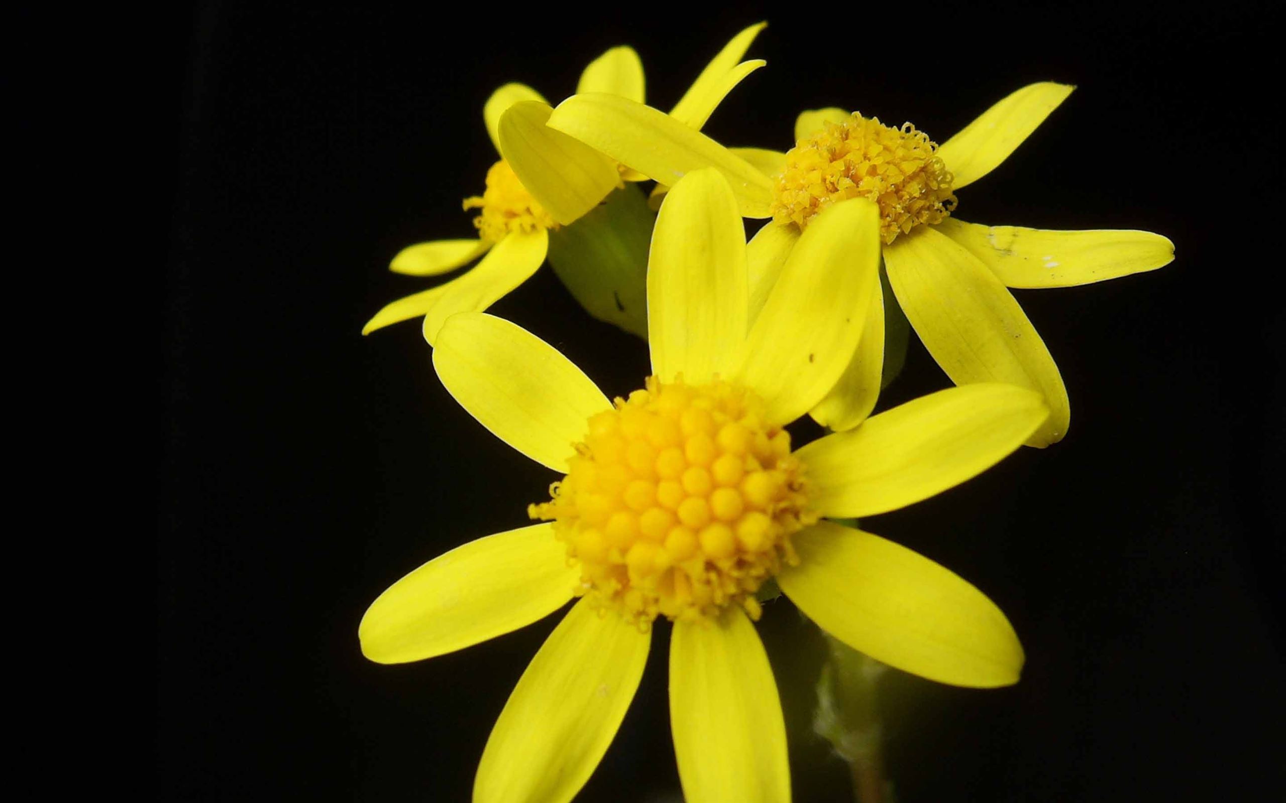 Yellow Flower Mac Wallpaper Download | AllMacWallpaper