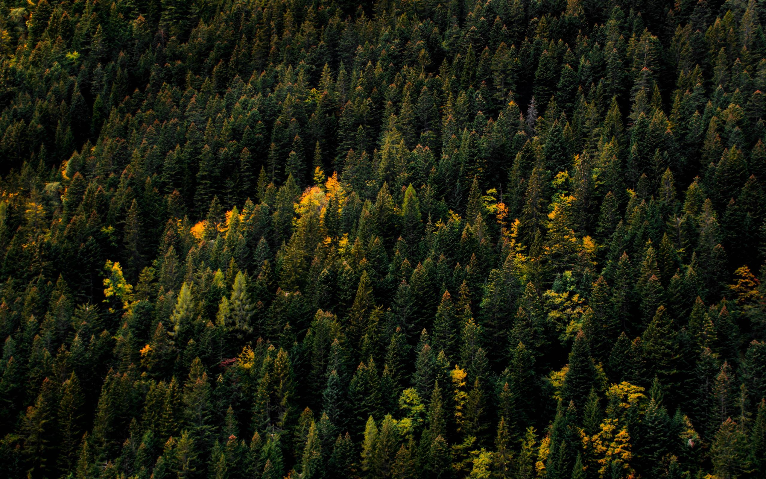 aerial photo of forest MacBook Air Wallpaper Download | AllMacWallpaper